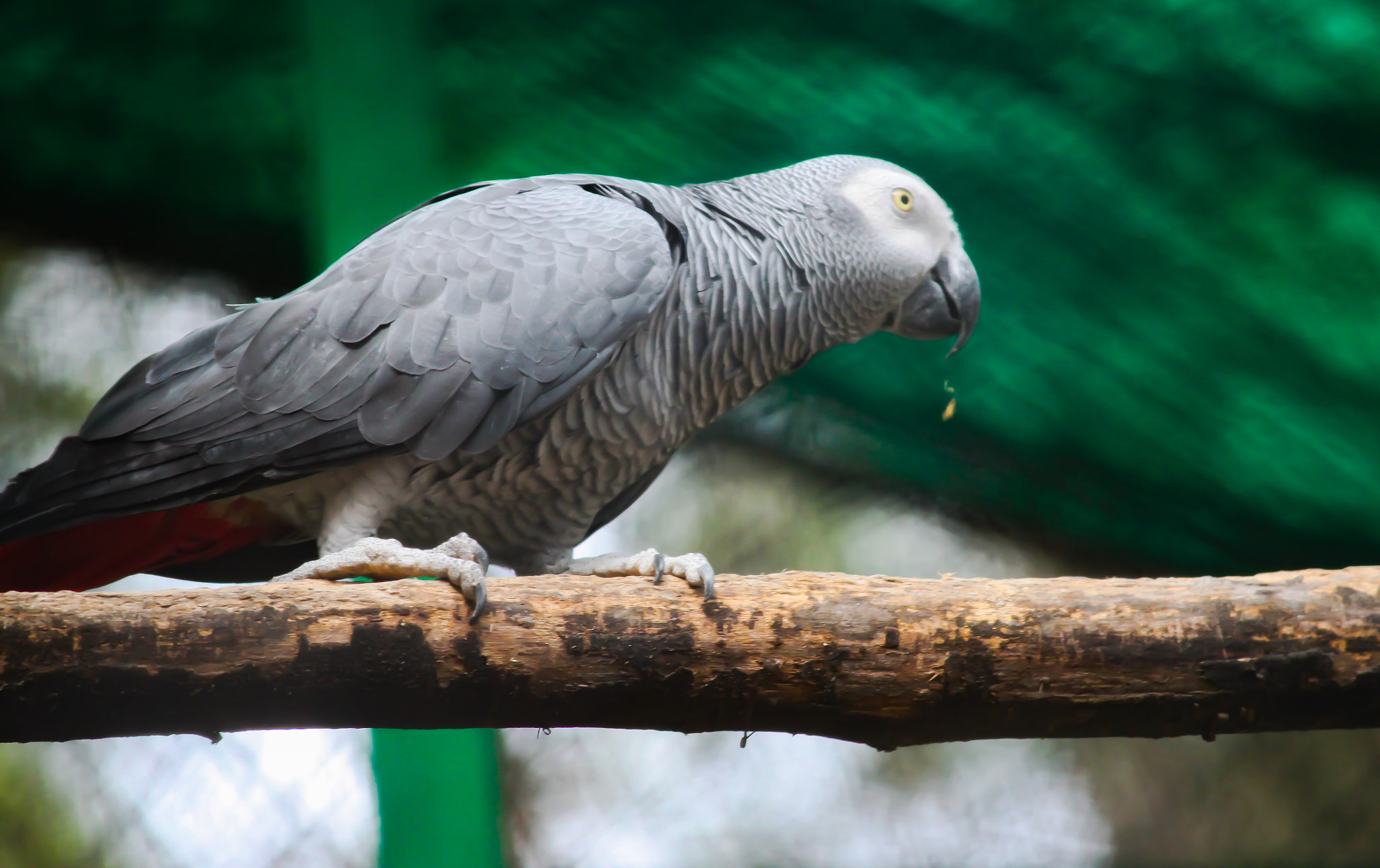 Canon EF-S 55-250mm F4-5.6 IS II sample photo. African grey parrot photography