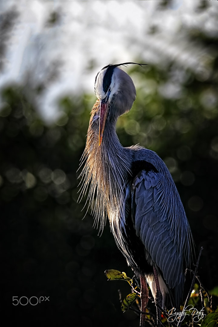 150-600mm F5-6.3 DG OS HSM | Contemporary 015 sample photo. Shhhhh photography
