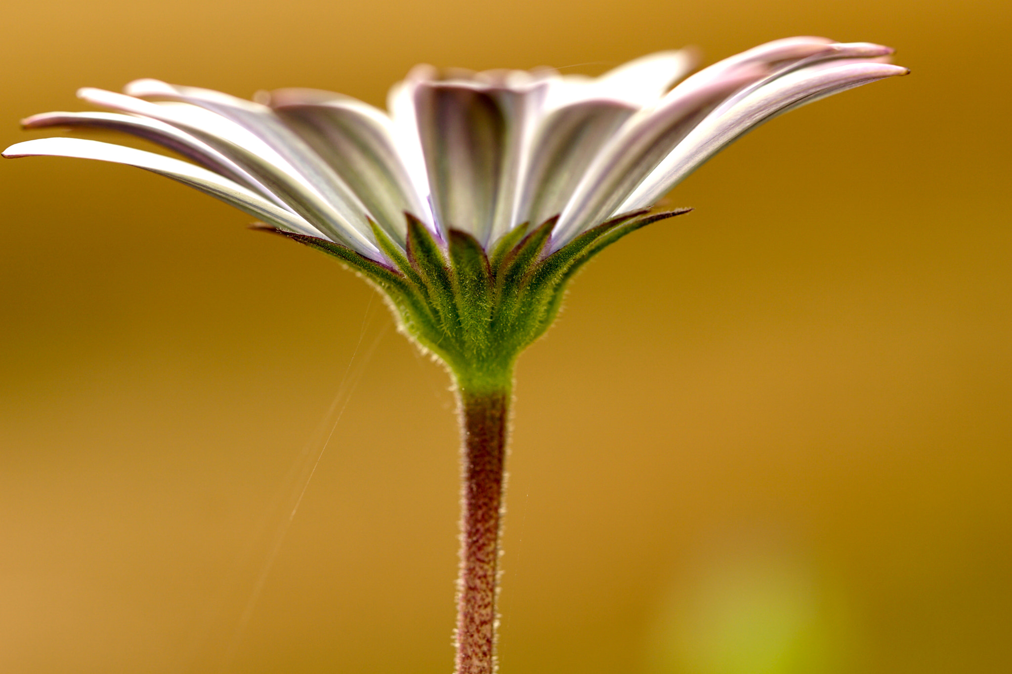 Sony FE 90mm F2.8 Macro G OSS sample photo. In my garden... photography