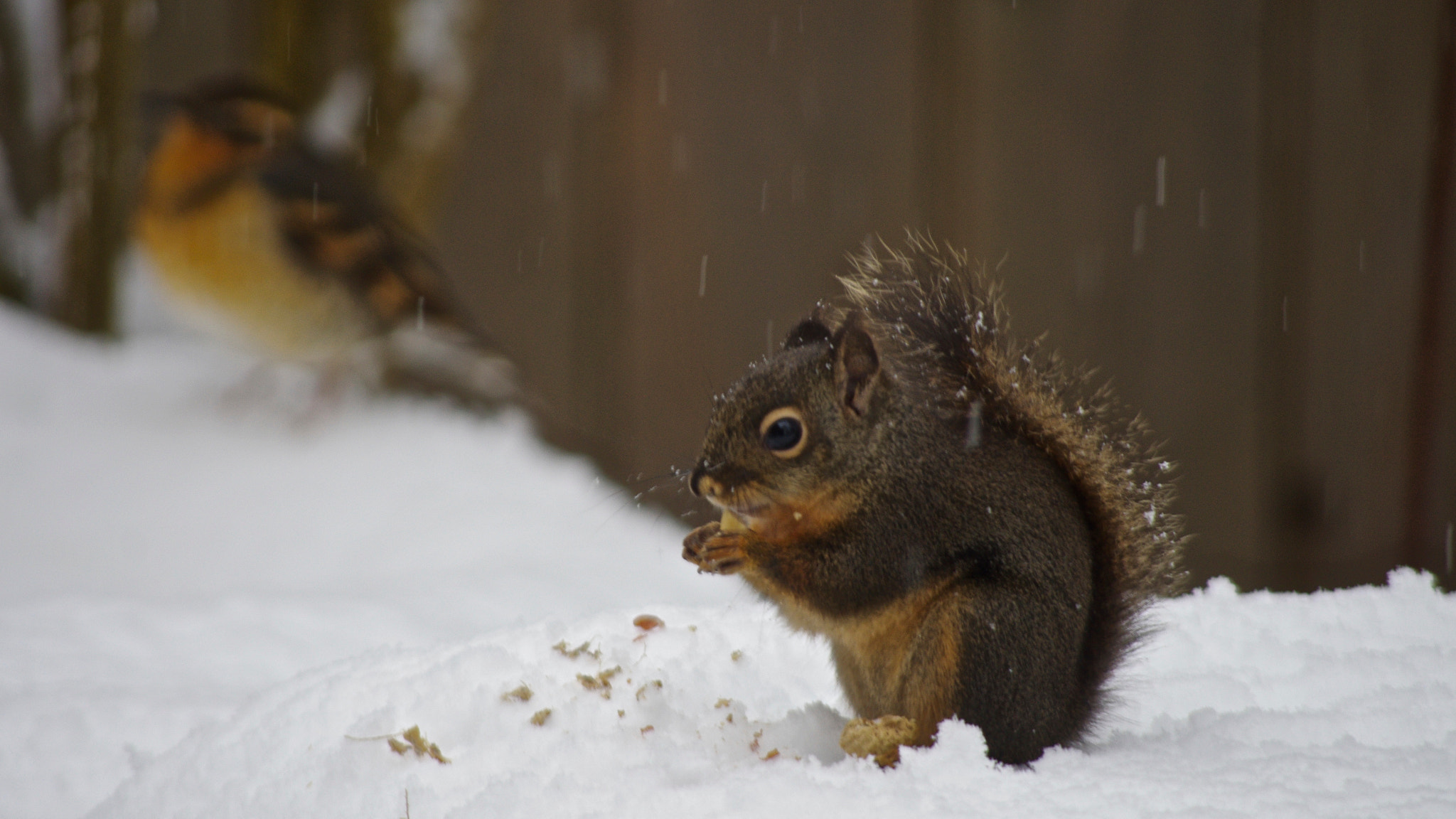Pentax smc DA 55-300mm F4.0-5.8 ED sample photo. Found a peanut photography