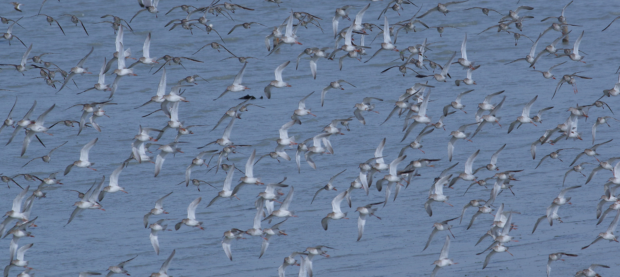 smc PENTAX-F* 300mm F4.5 ED[IF] sample photo