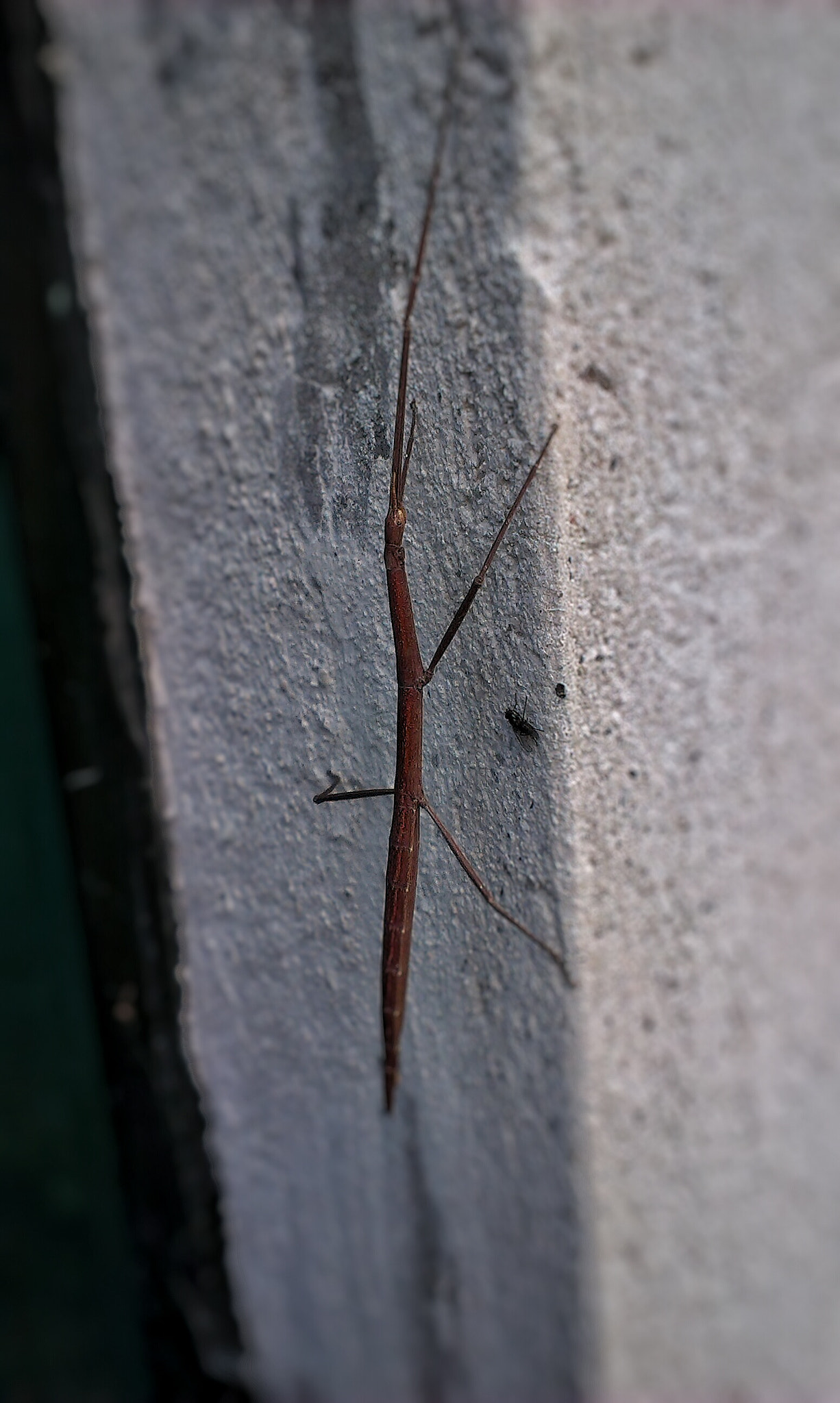 HTC DESIRE X sample photo. Phasmatodea  photography