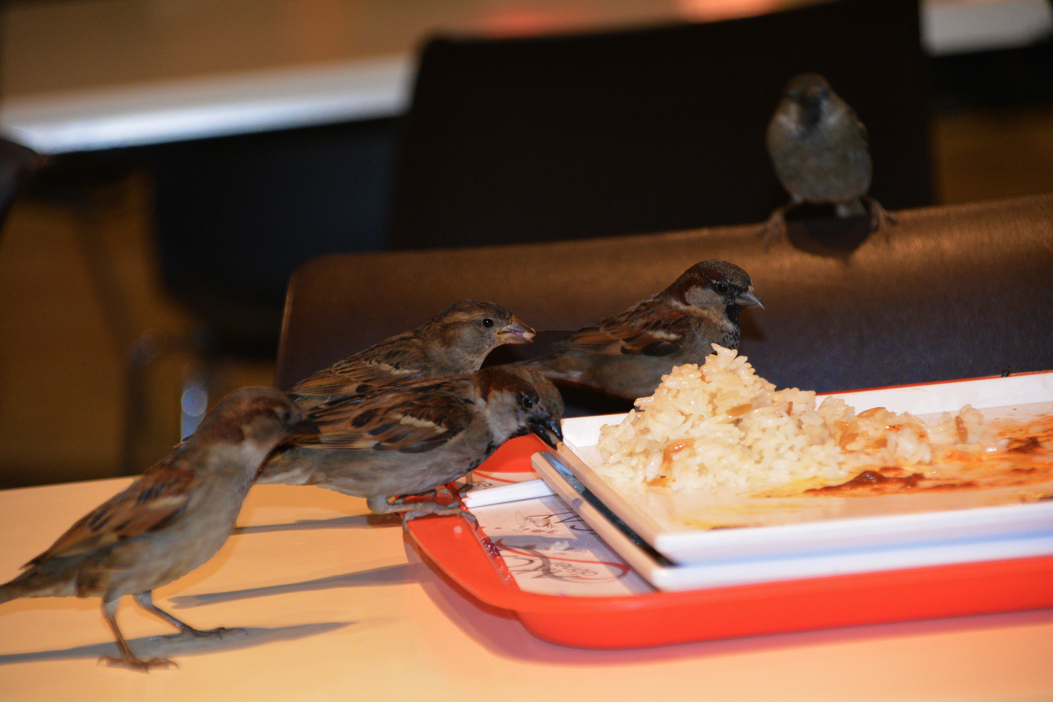 Sigma 28-300mm F3.5-6.3 DG Macro sample photo. Birds photography