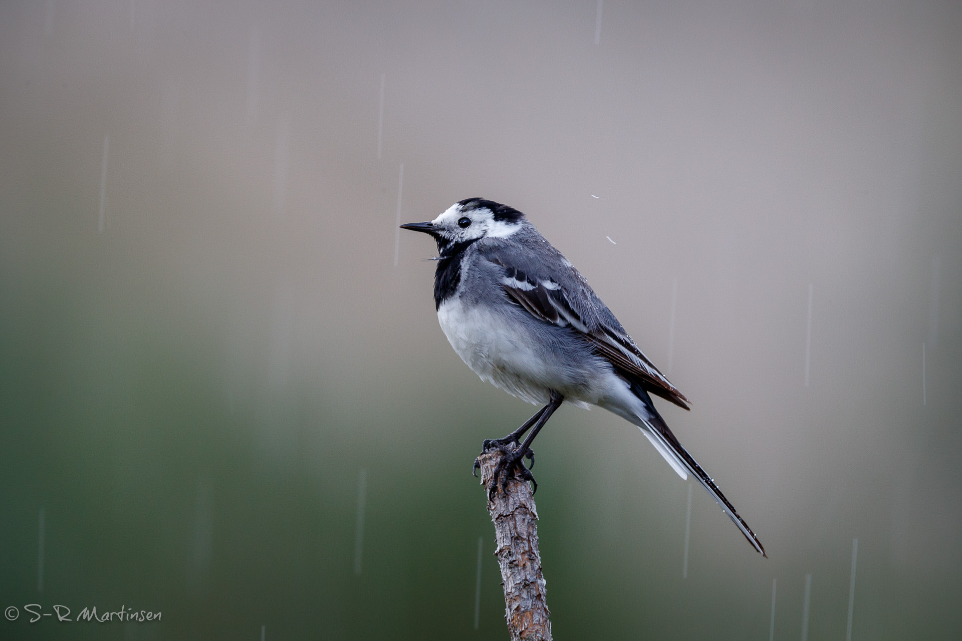 Canon EF 300mm F2.8L IS USM sample photo. Raining - motacilla alba photography