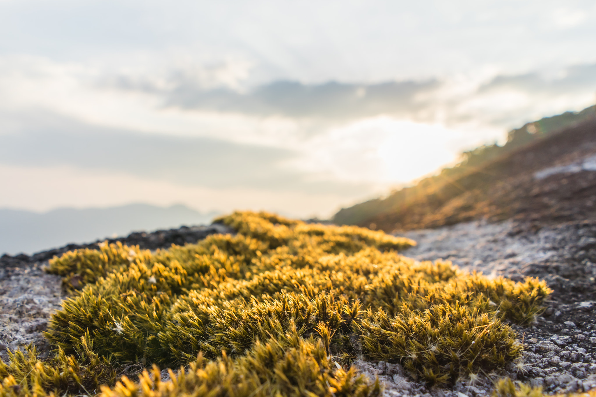 Sony a7 II + FE 21mm F2.8 sample photo. Moss tree on rock with sunset background photography