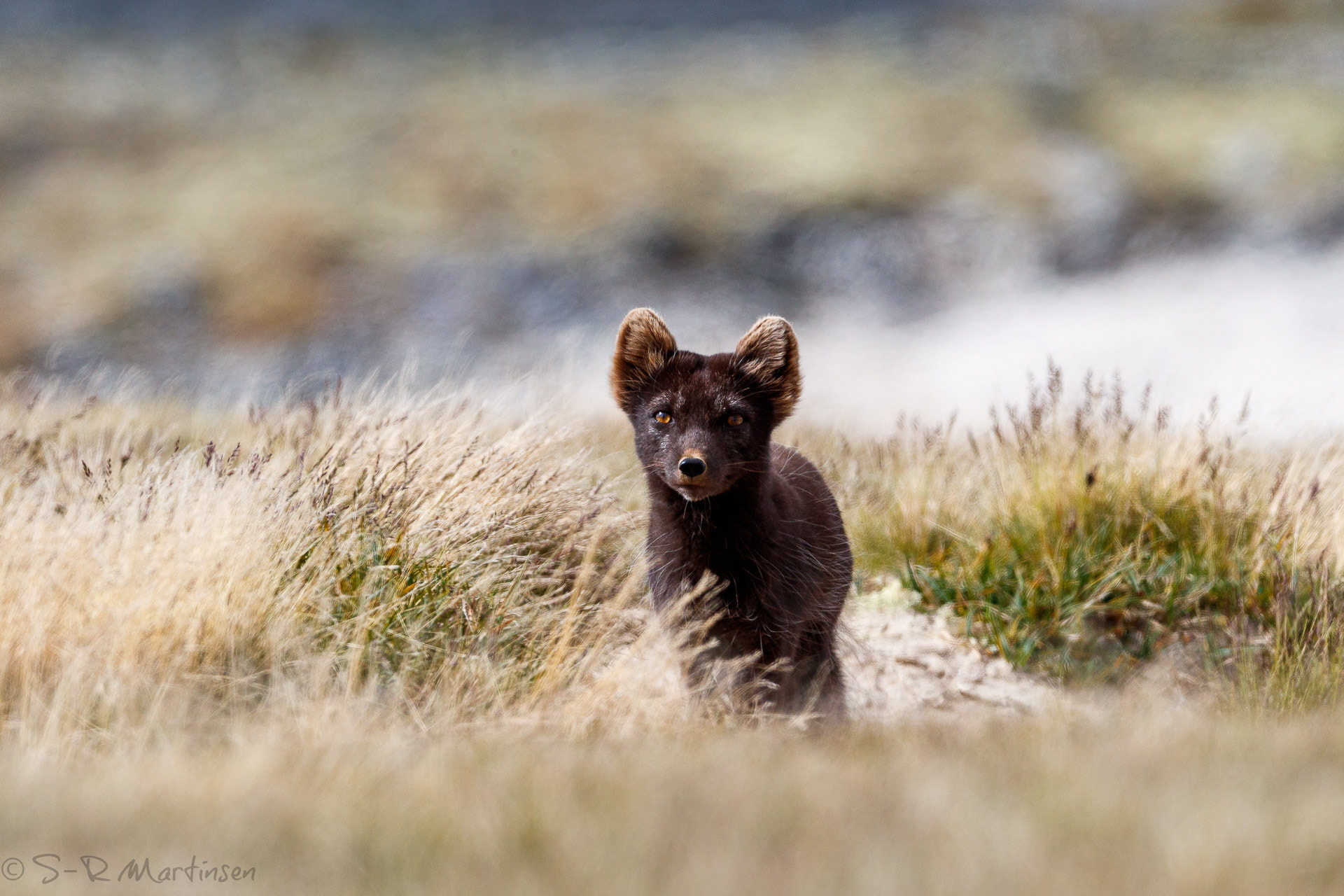 Canon EF 300mm F2.8L IS USM sample photo. Vulpes lagopus photography