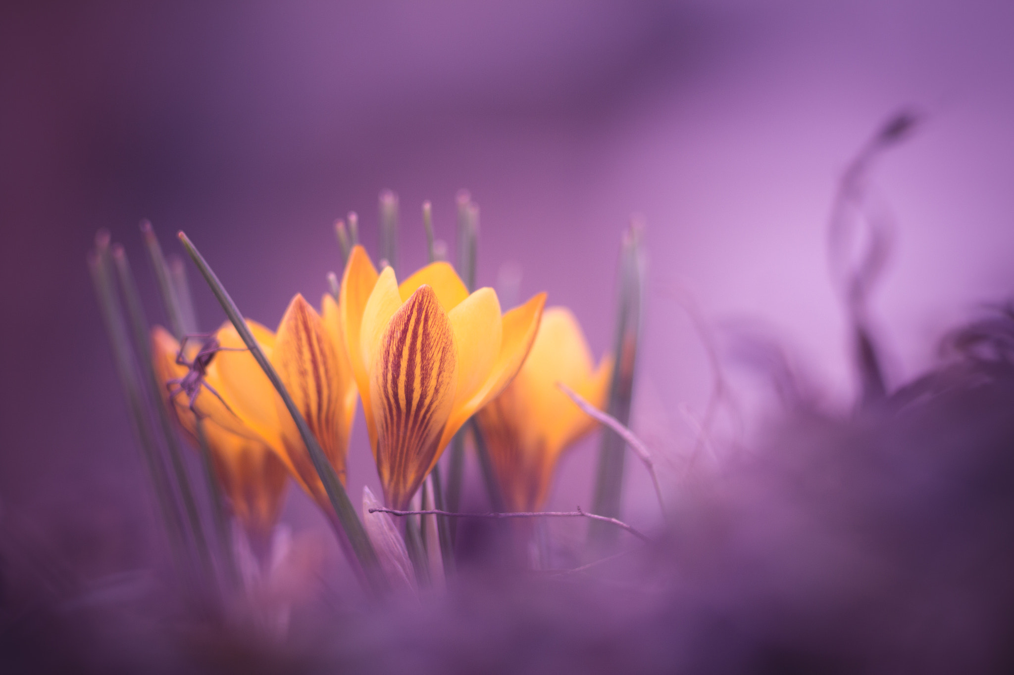 Canon EF 35-80mm f/4-5.6 sample photo. Crocus photography