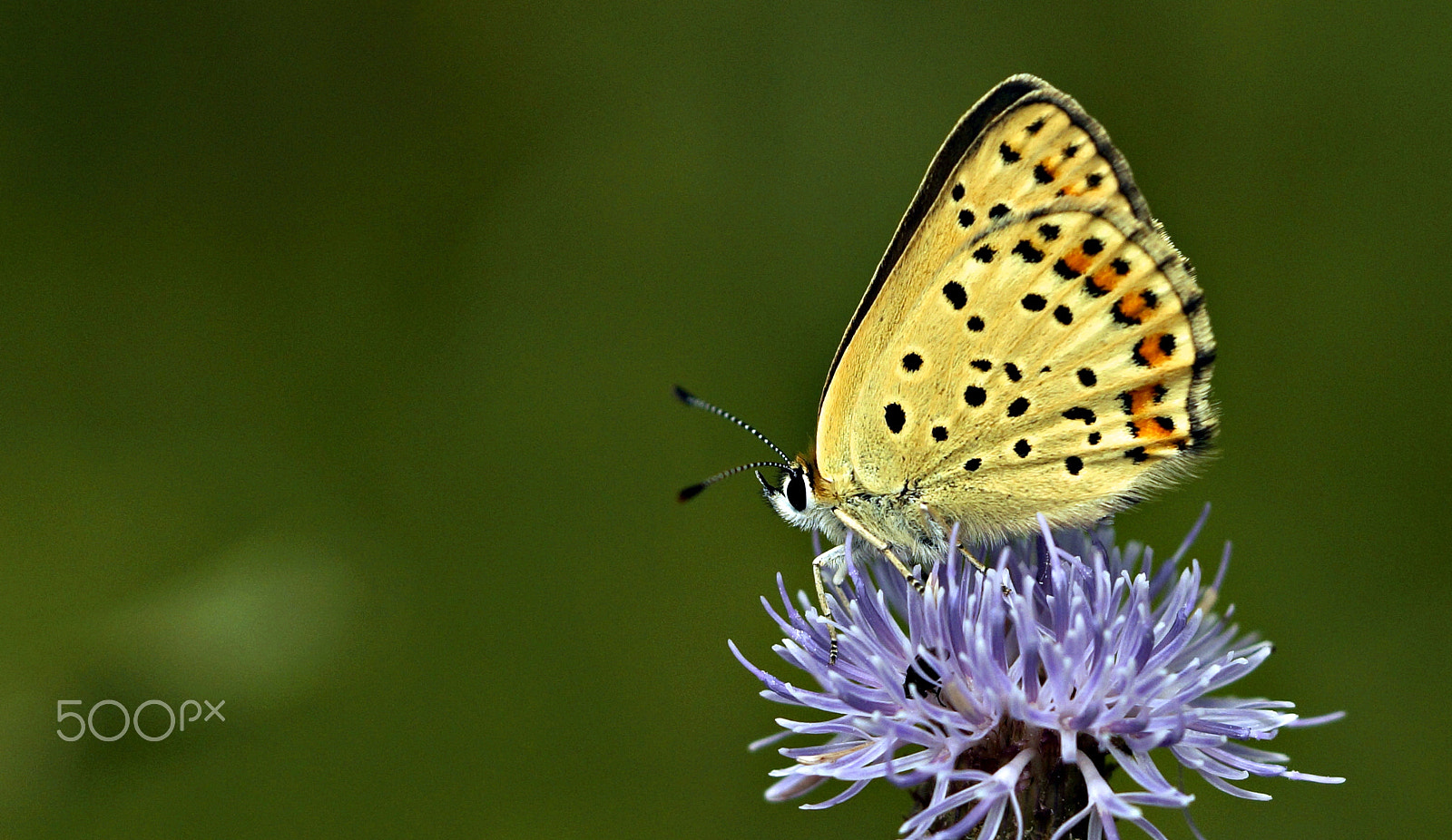 Sony SLT-A57 sample photo. Small copper photography