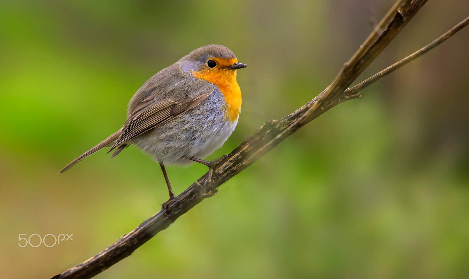 Canon EF 400mm F2.8L IS II USM sample photo. Rouge gorge photography