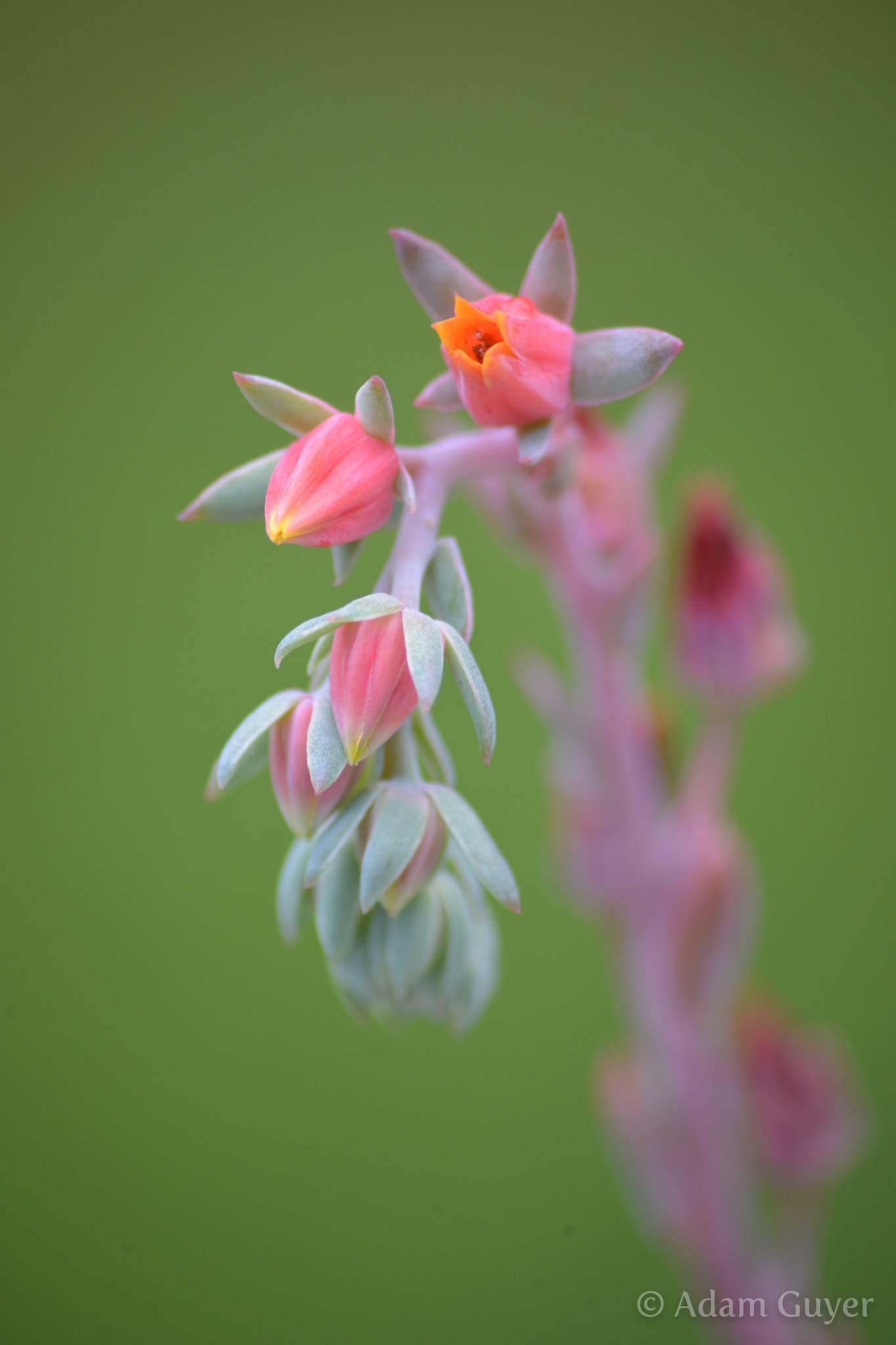 Sigma 70-300mm F4-5.6 APO DG Macro sample photo. Buds photography