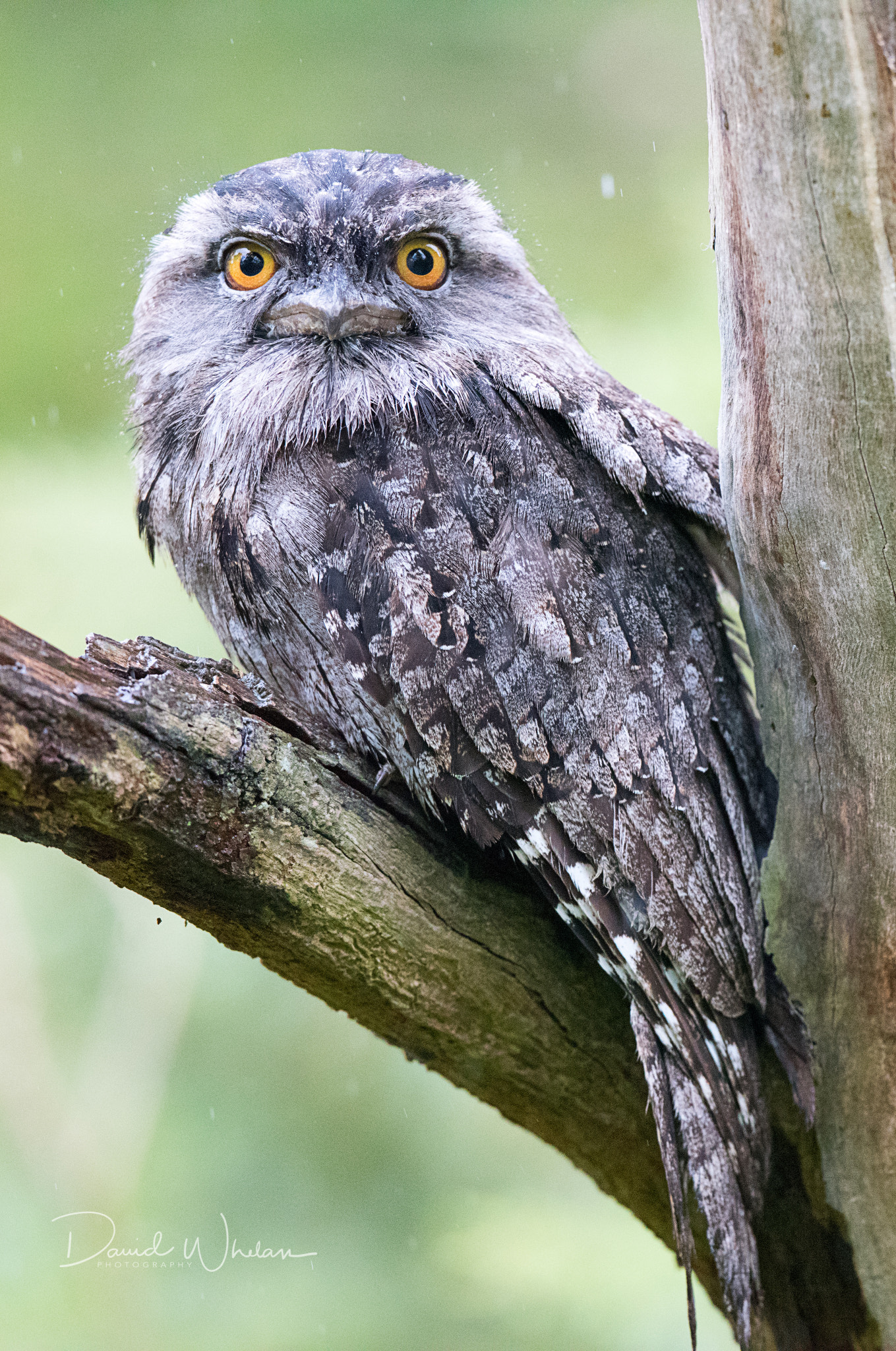 Nikon D810 + Nikon AF-S Nikkor 400mm F2.8E FL ED VR sample photo. Tawny frogmouth photography