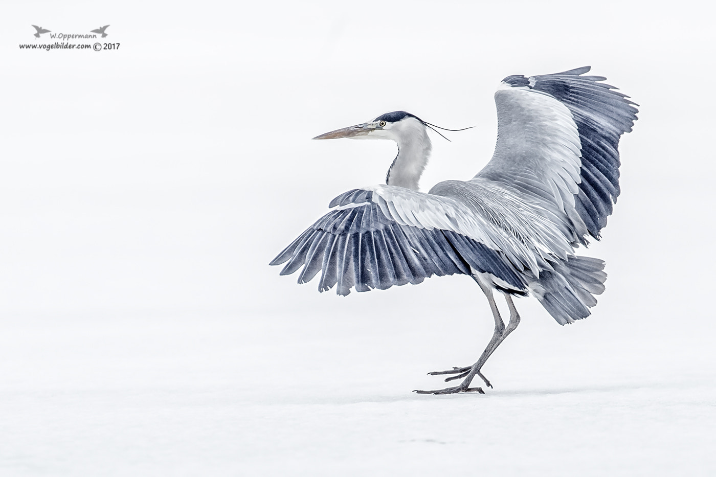 Canon EF 600mm f/4L IS sample photo. Nature art photography