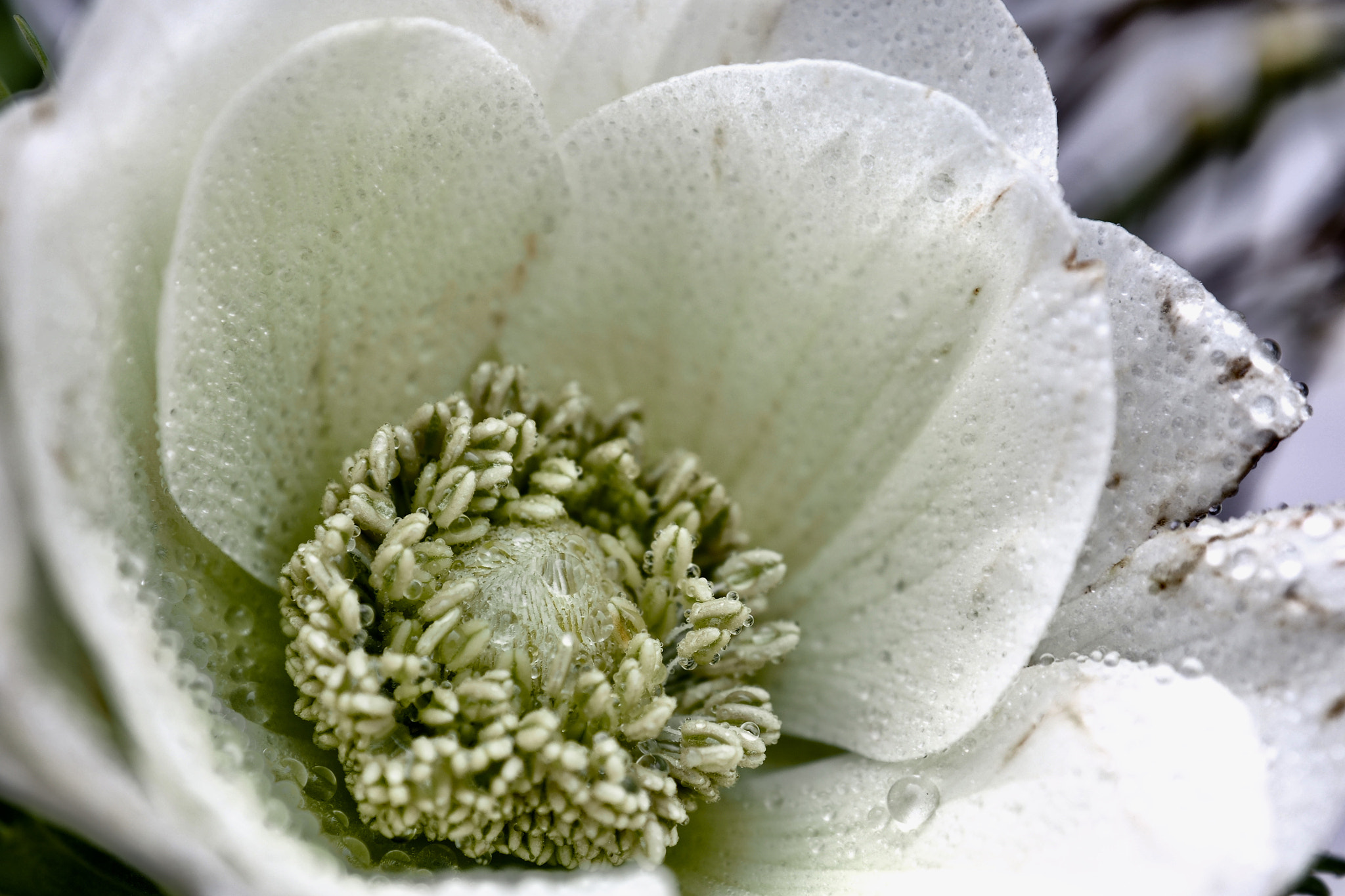 Olympus OM-D E-M1 sample photo. White as snow photography