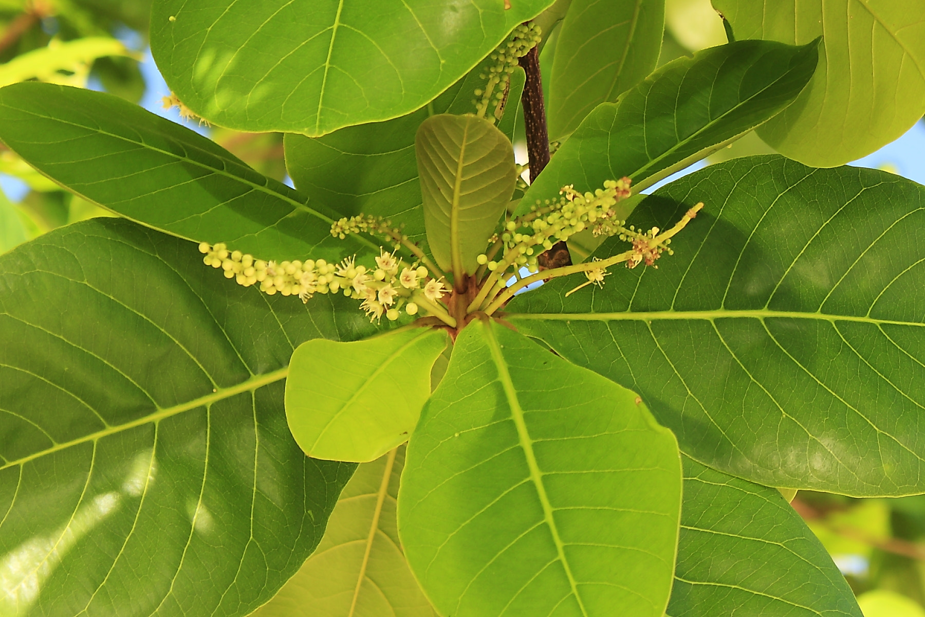 Canon EF-S 18-55mm F3.5-5.6 IS sample photo. Fiji 34 photography