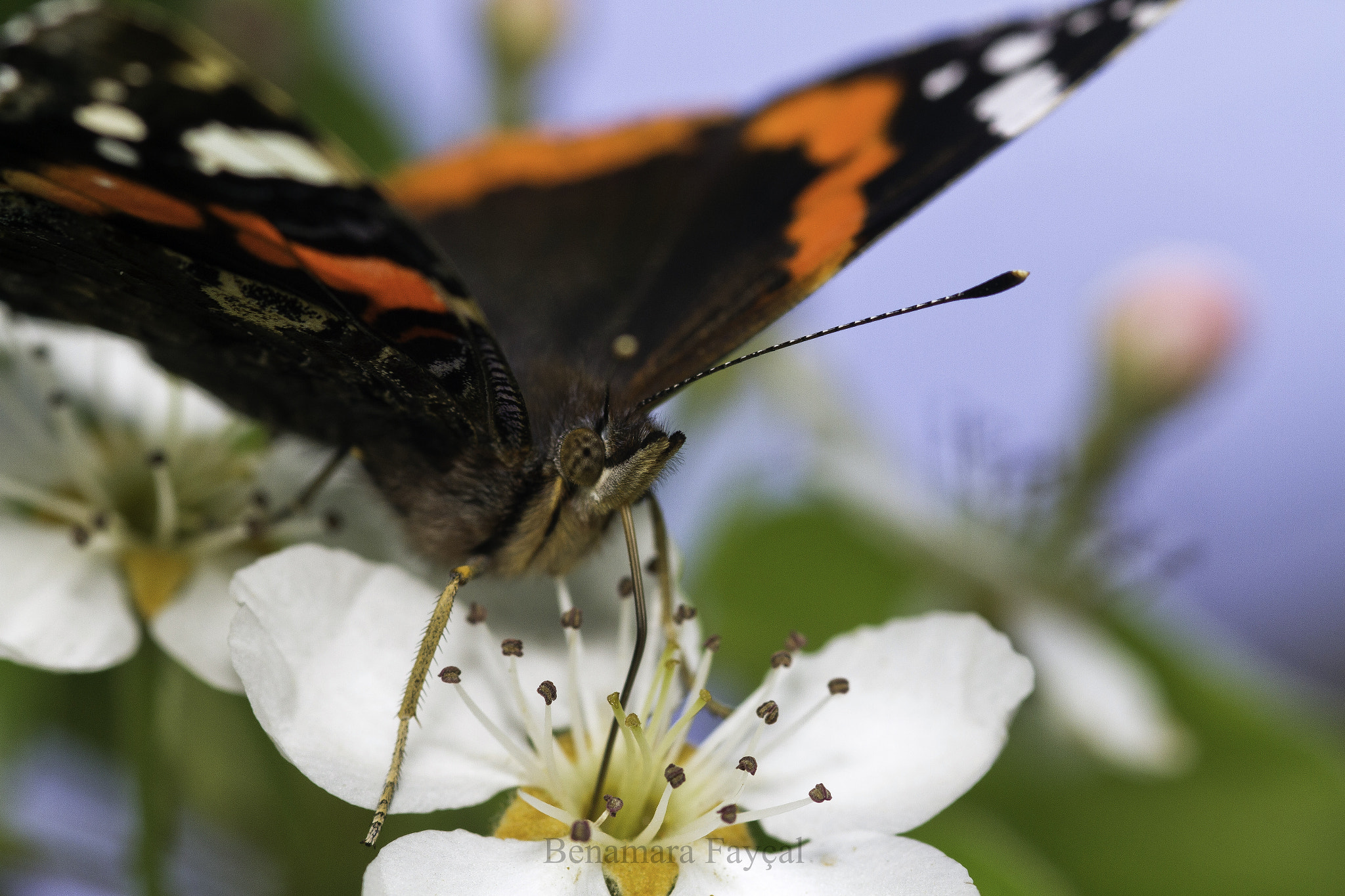 Canon EOS 7D + Sigma 105mm F2.8 EX DG Macro sample photo