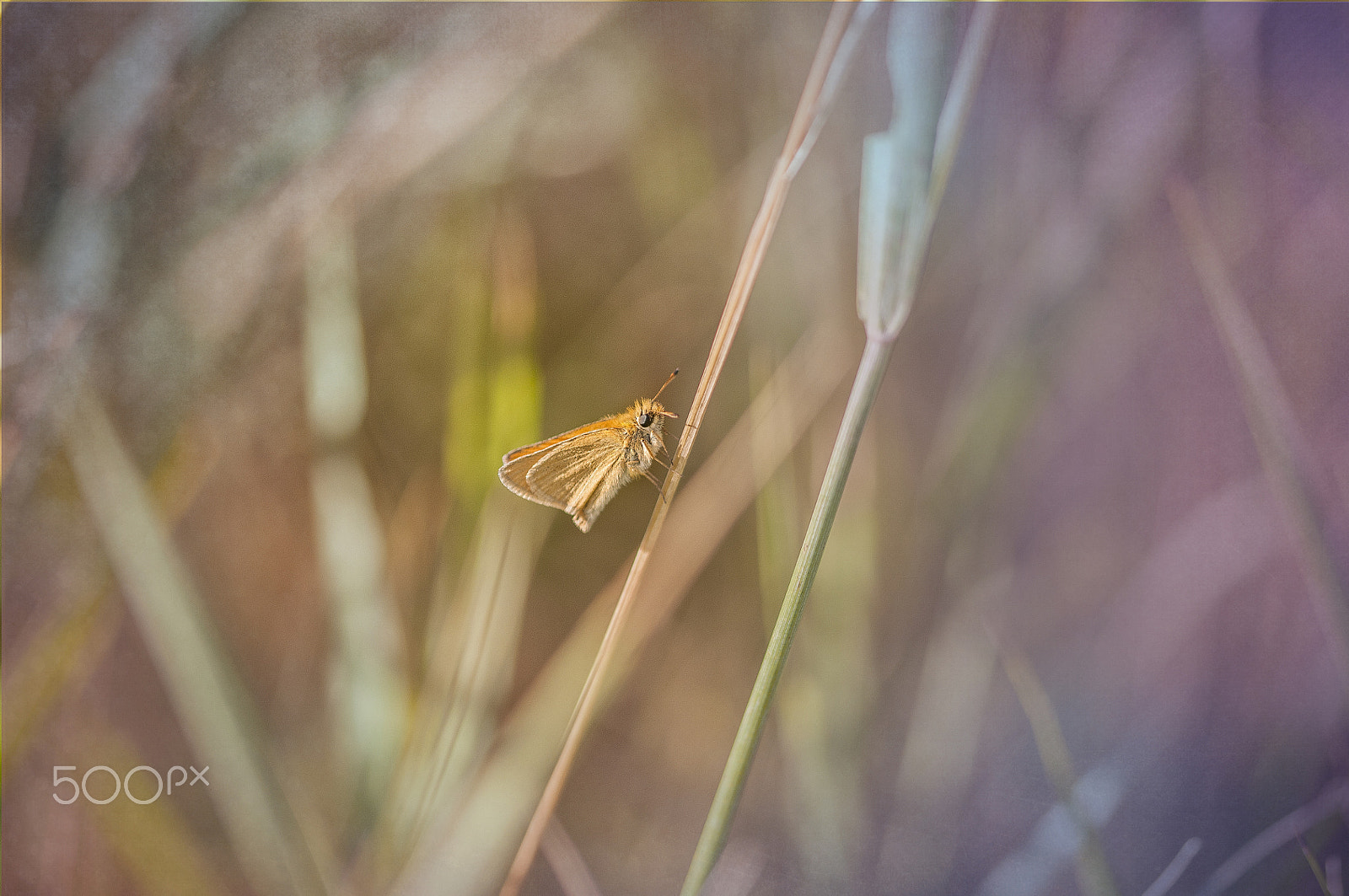 Sigma 105mm F2.8 EX DG OS HSM sample photo. Tiny beauty photography