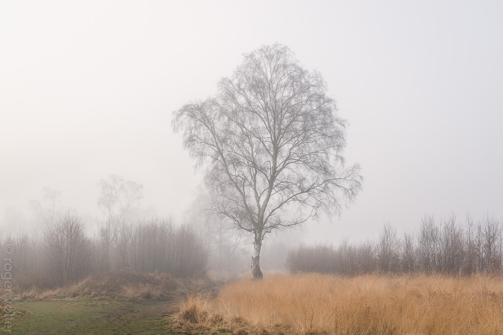 Nikon D800 sample photo. Silver in the mist ii photography