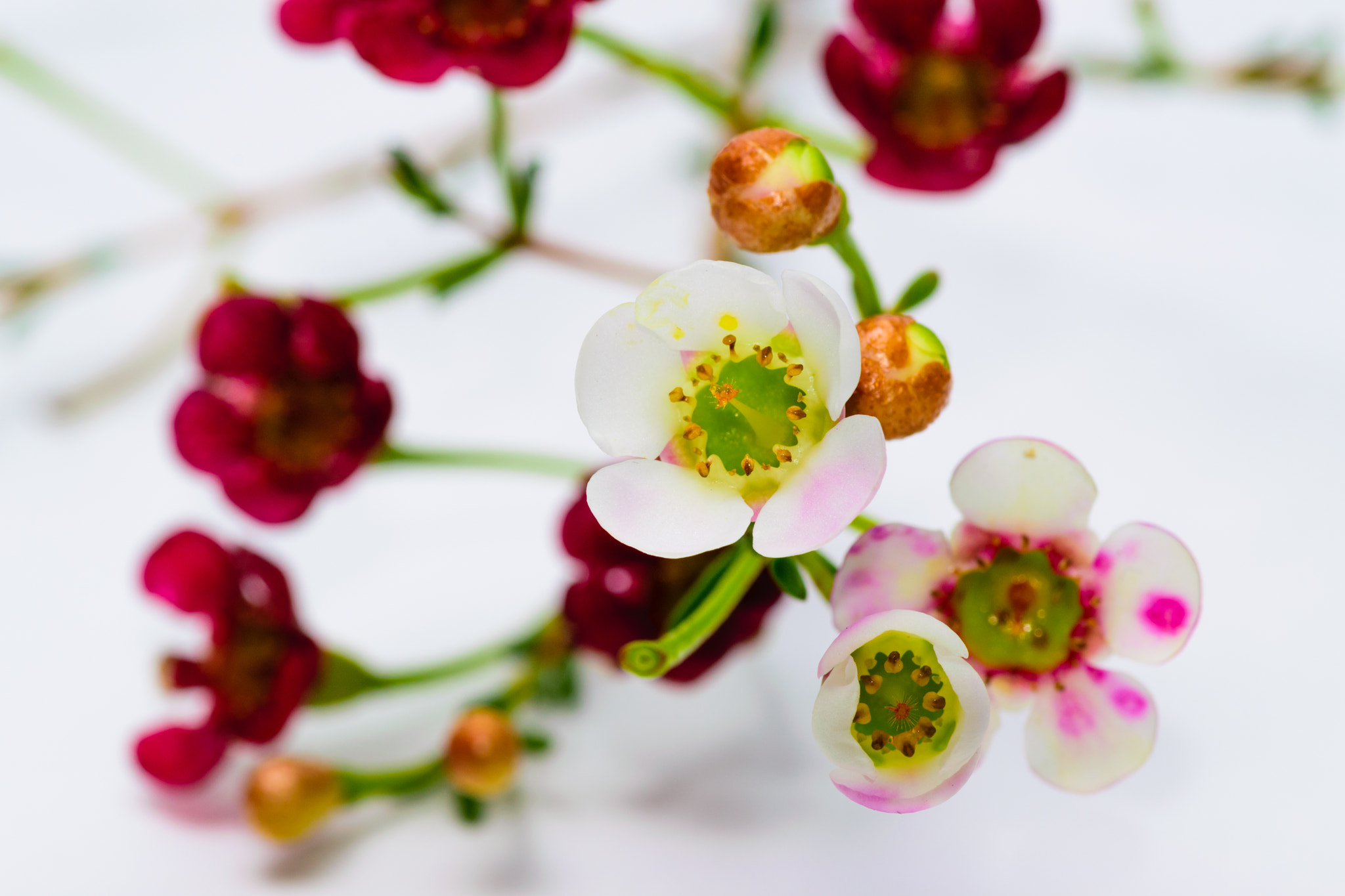Tokina AT-X Pro 100mm F2.8 Macro sample photo. Interesting perspective photography
