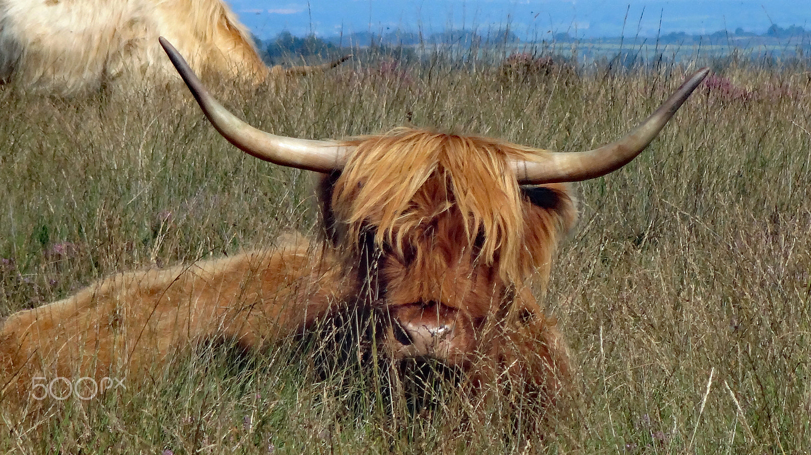 Sony DSC-WX100 sample photo. Highland cattle, dartmoor uk photography