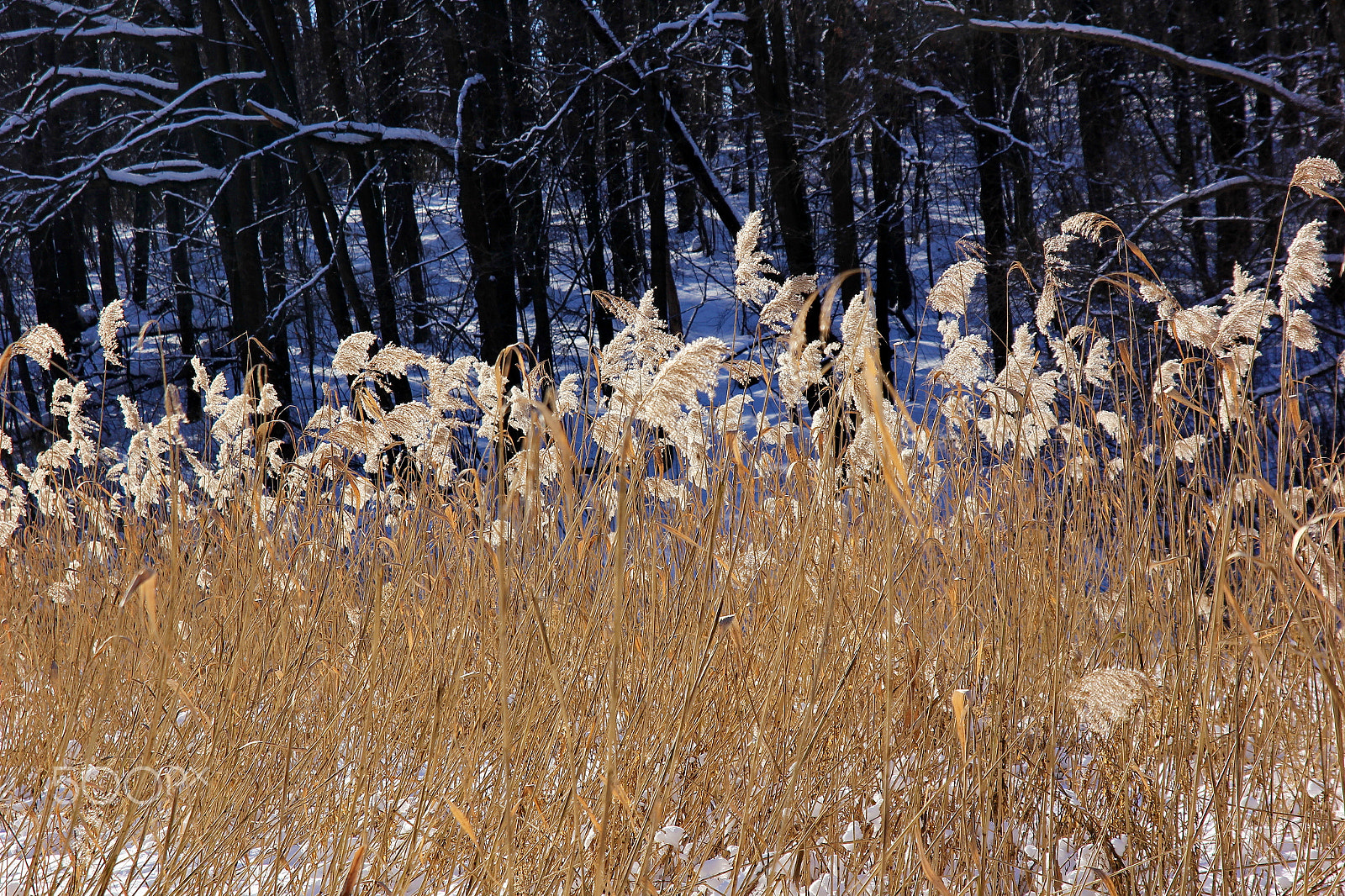 Sigma 17-70mm F2.8-4 DC Macro OS HSM sample photo. Winter dance photography
