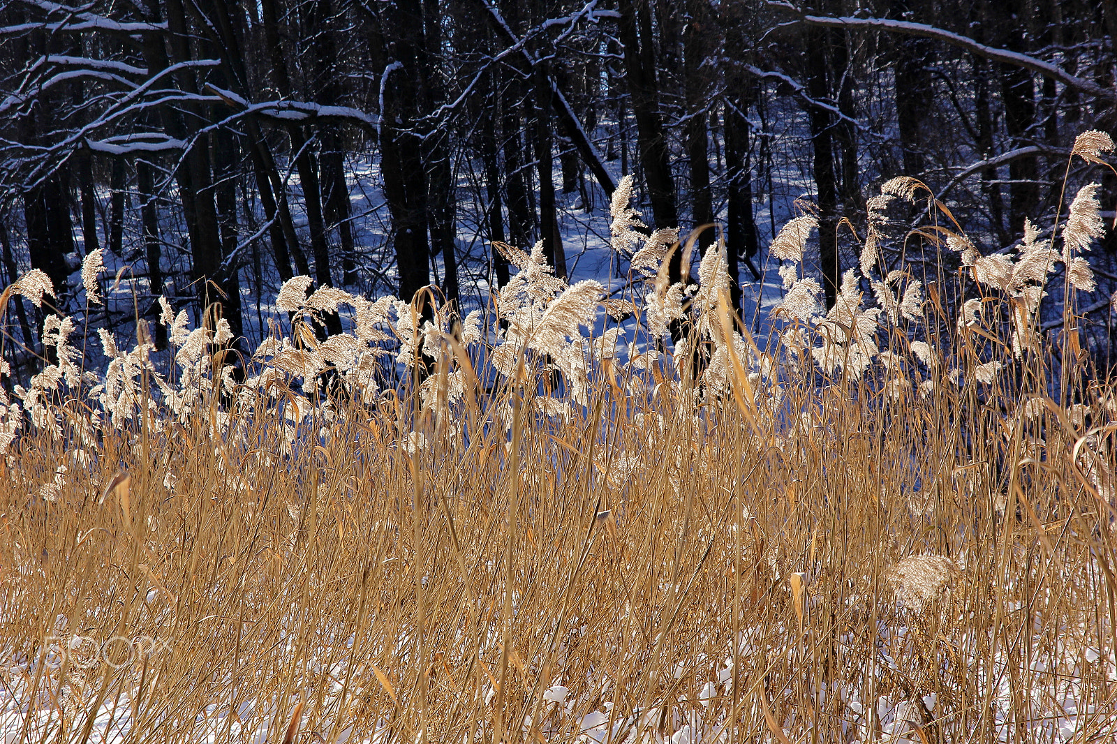 Canon EOS 60D + Sigma 17-70mm F2.8-4 DC Macro OS HSM sample photo. Winter dance photography