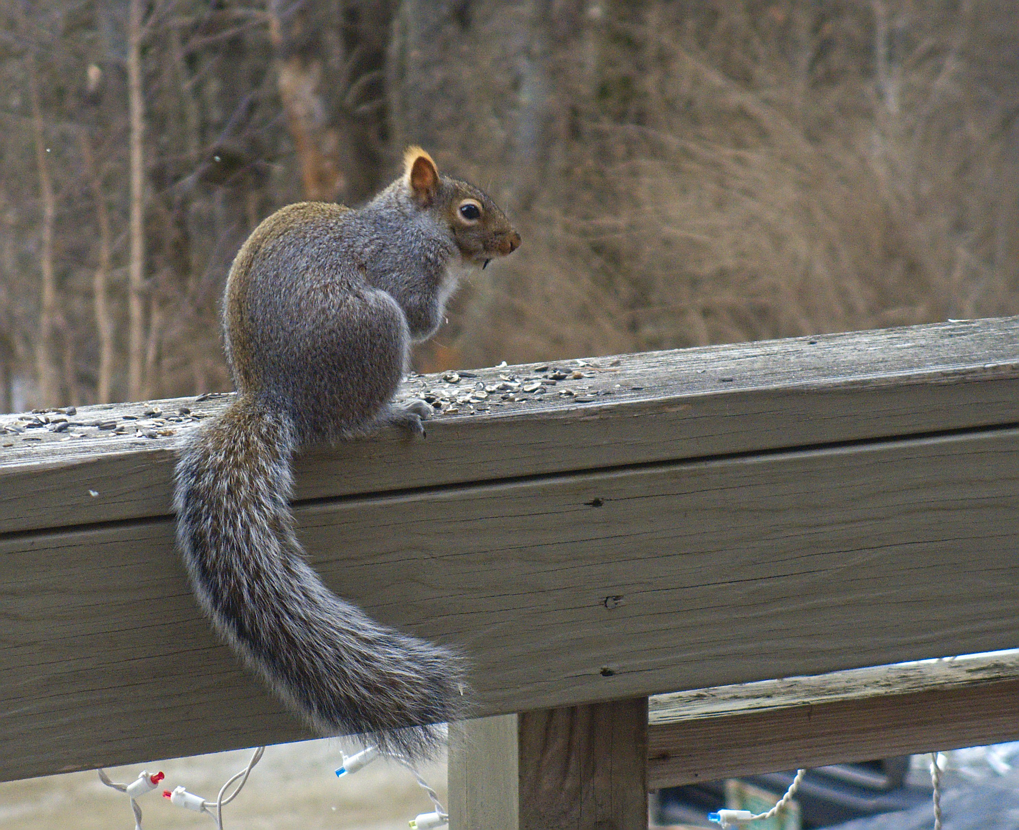 Olympus Stylus XZ-10 sample photo. Squirrel photography
