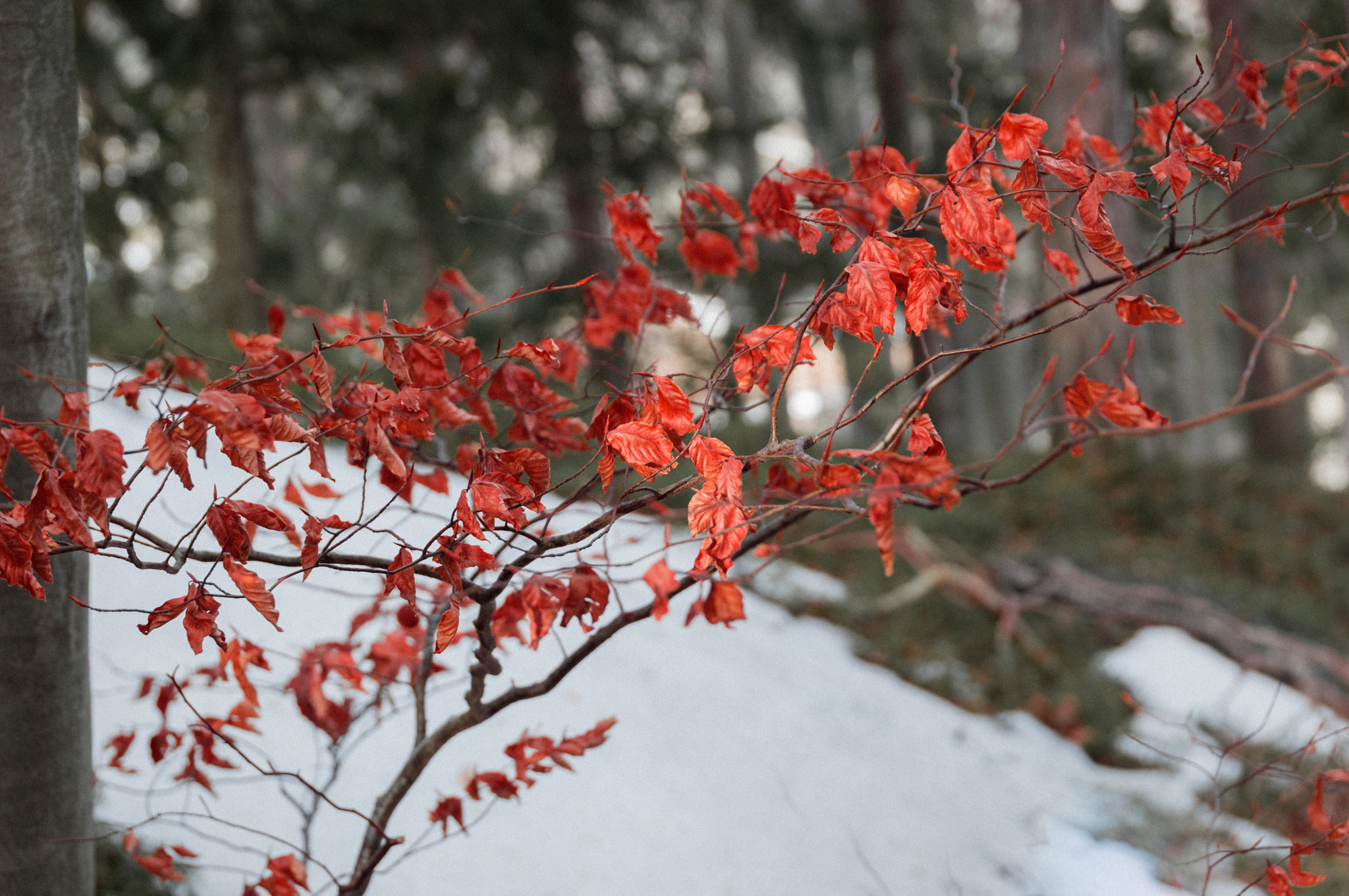 Nikon D3200 + Sigma 24-105mm F4 DG OS HSM Art sample photo. Colors of the winter forest photography