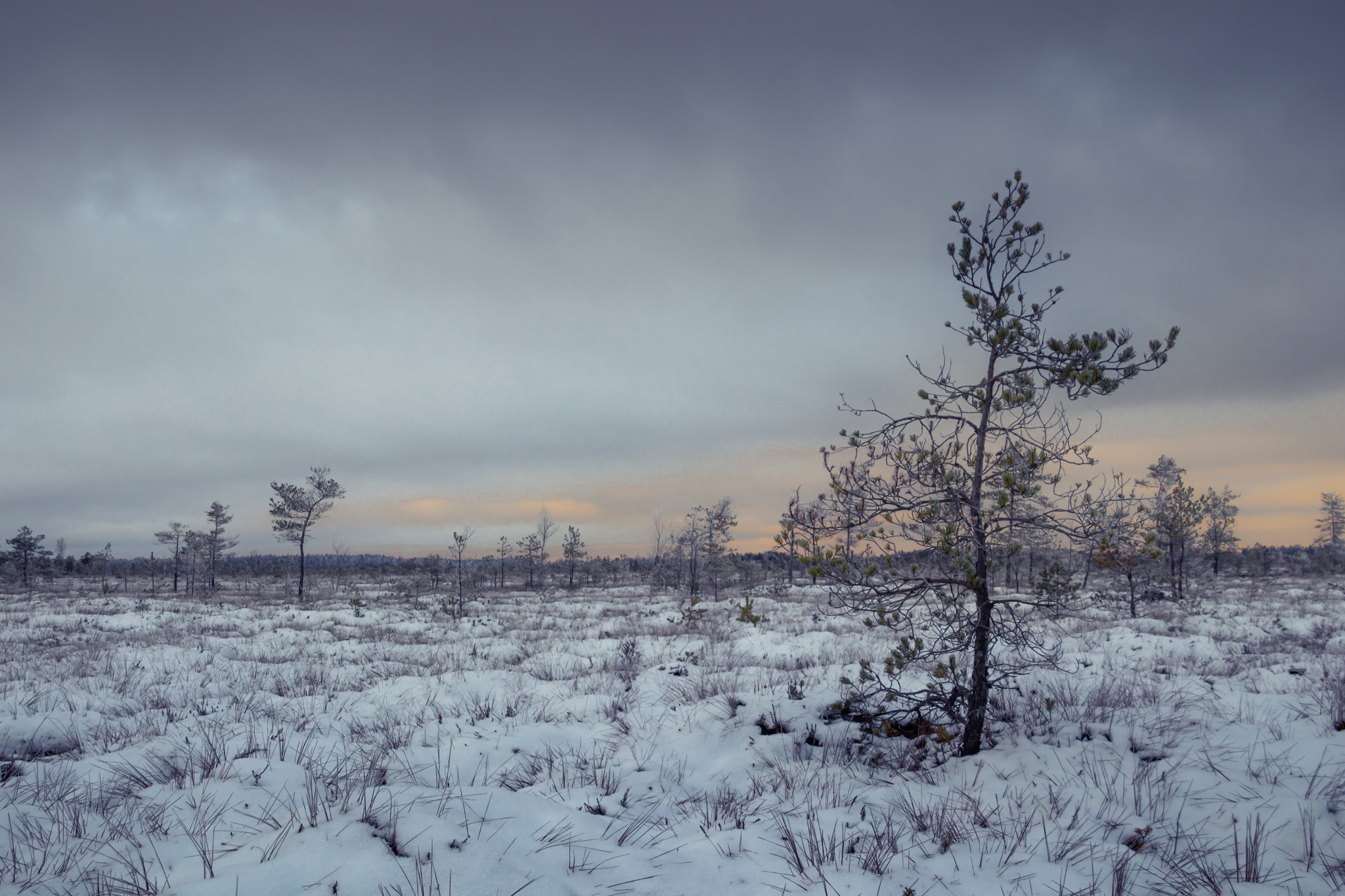 Canon EOS 100D (EOS Rebel SL1 / EOS Kiss X7) sample photo. Winter day in the bog. photography