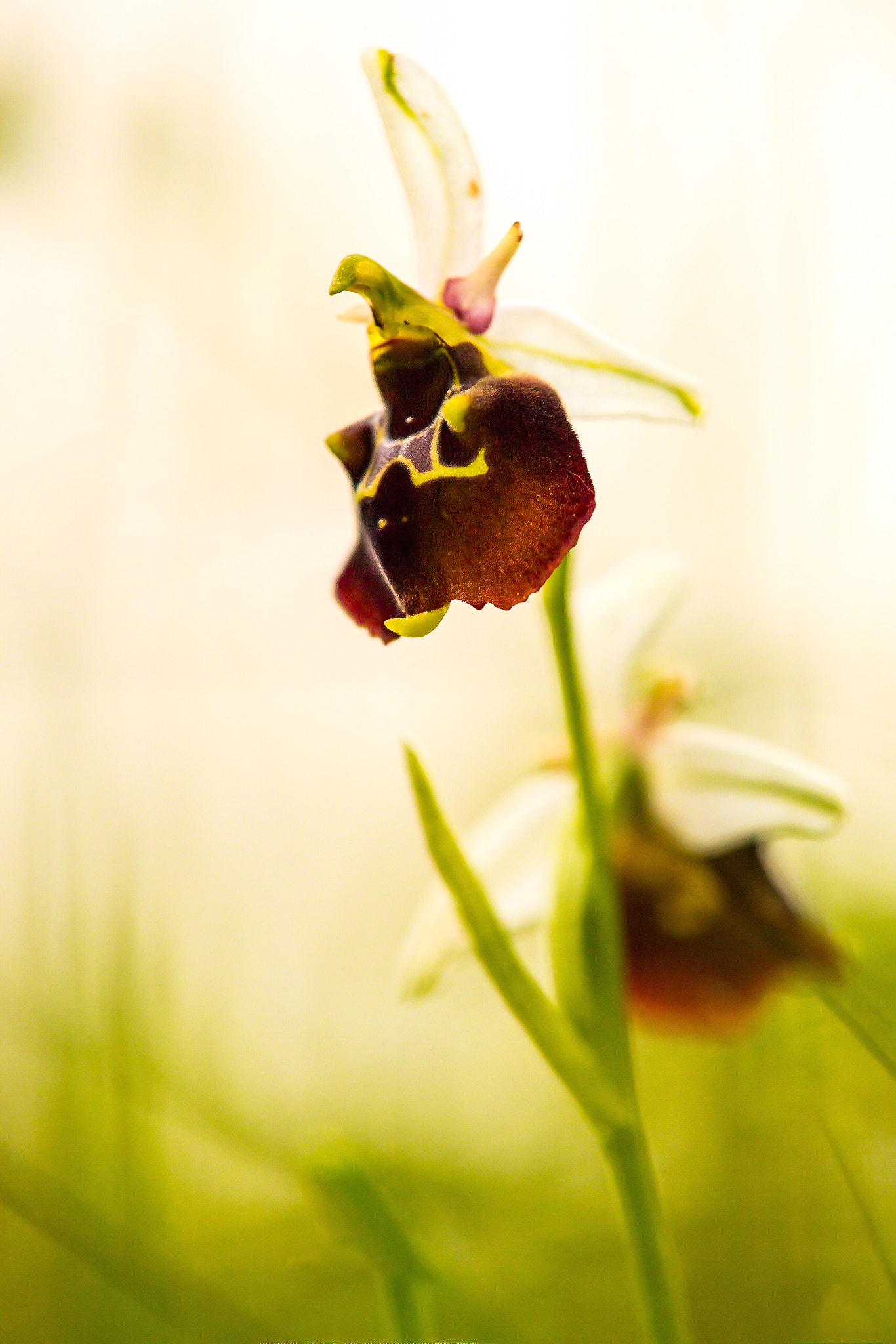 Canon EOS 6D sample photo. Gewöhnliche hummelragwurz (ophrys holoserica) photography