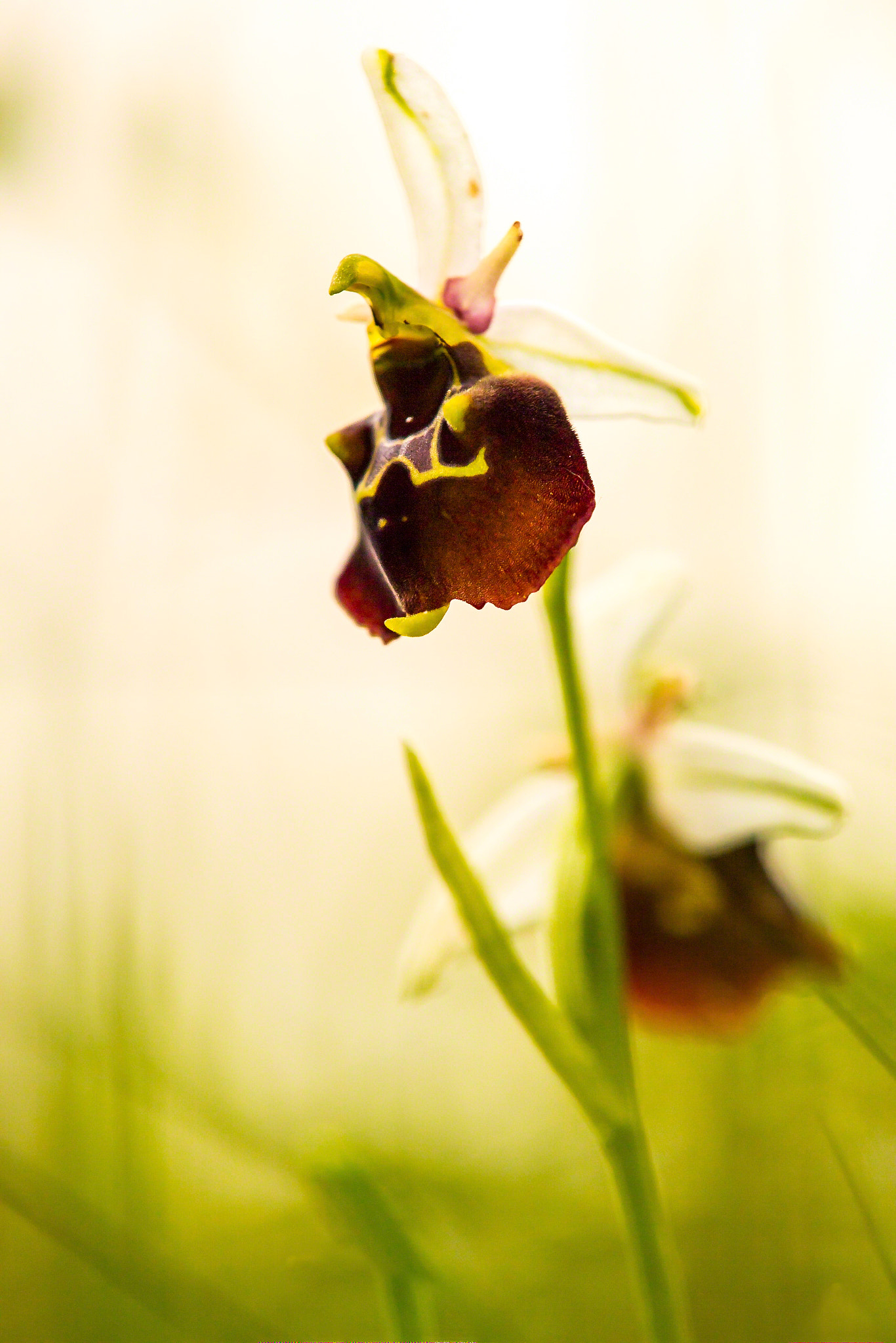 Tamron SP AF 180mm F3.5 Di LD (IF) Macro sample photo. Gewöhnliche hummelragwurz (ophrys holoserica) photography