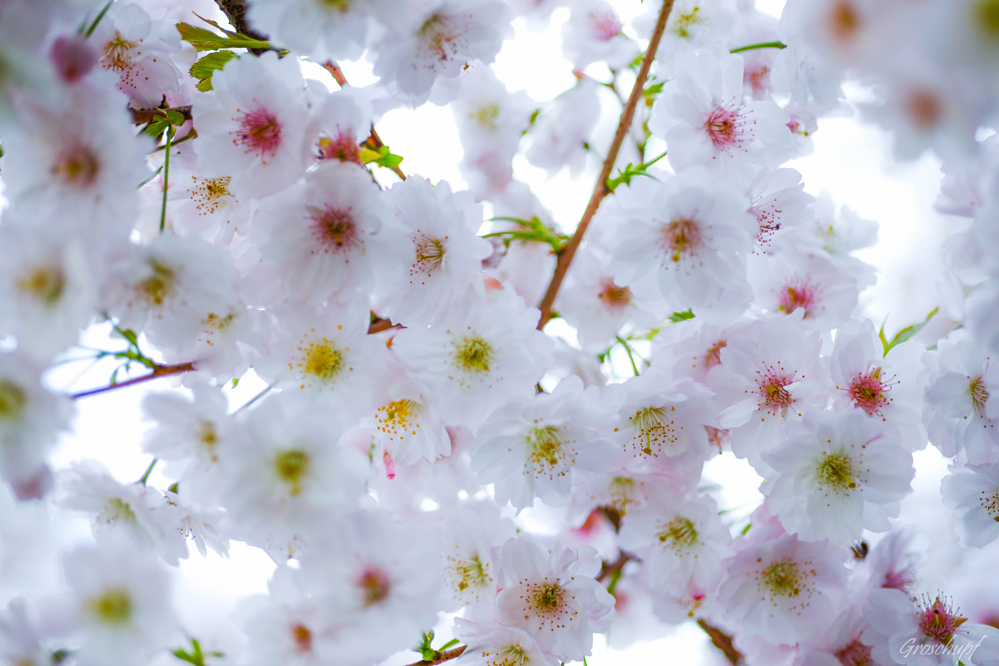 Nikon D600 + AF Micro-Nikkor 60mm f/2.8 sample photo. Blütenhimmel photography