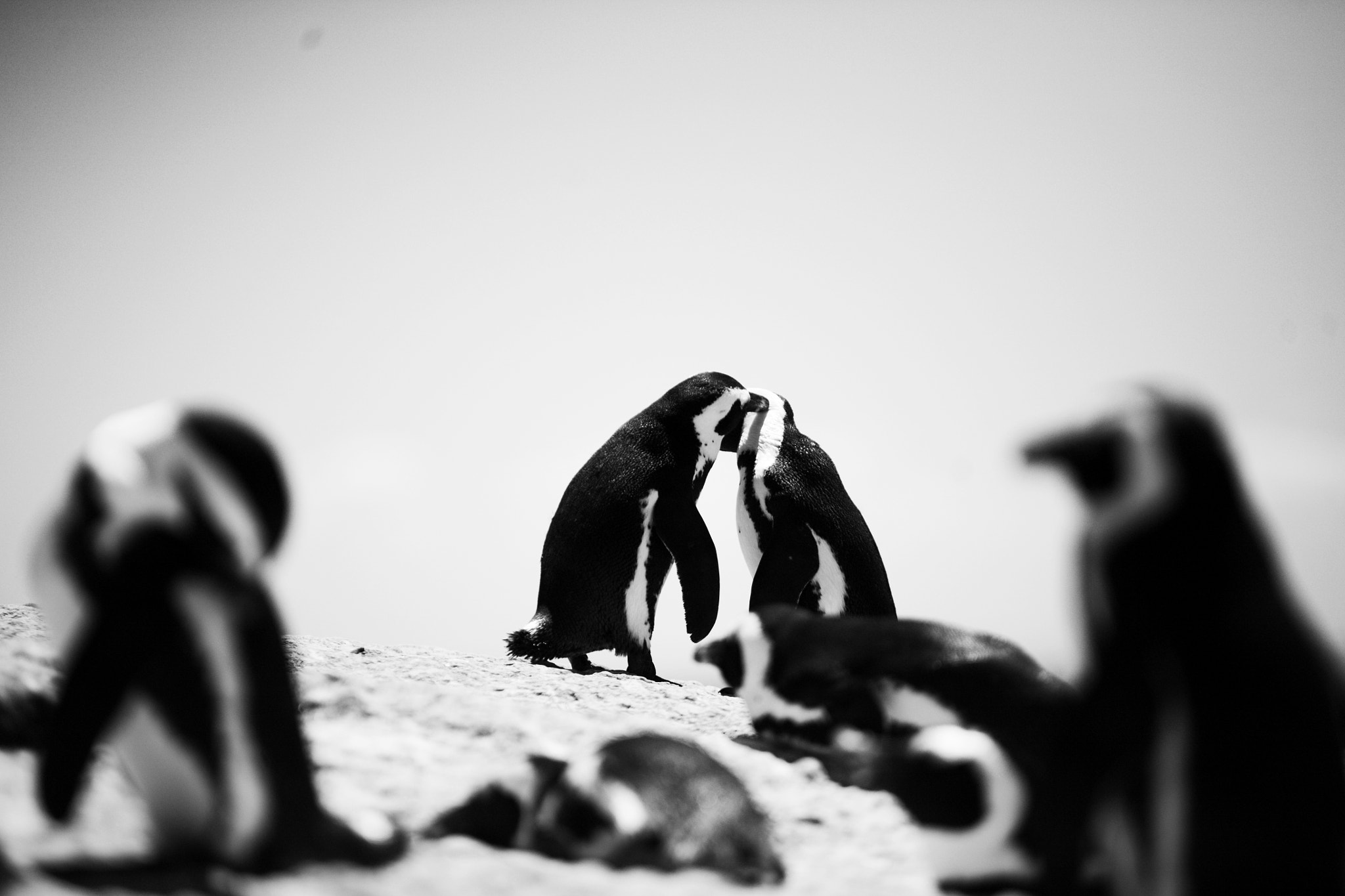 Canon EOS 5D + Sigma 50-200mm F4-5.6 DC OS HSM sample photo. Penguin affection photography