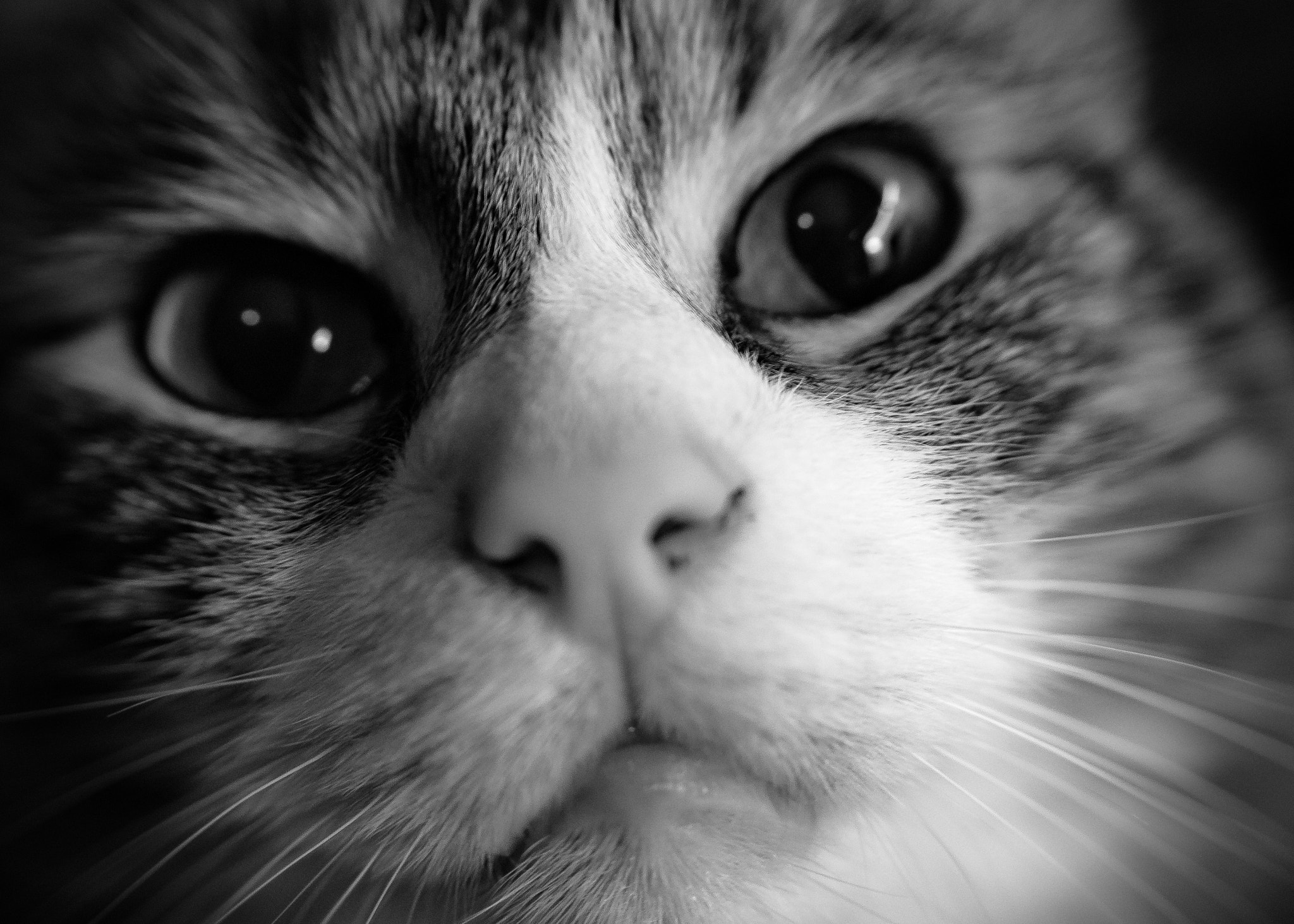 Pentax K-S1 sample photo. Curious greasy photography