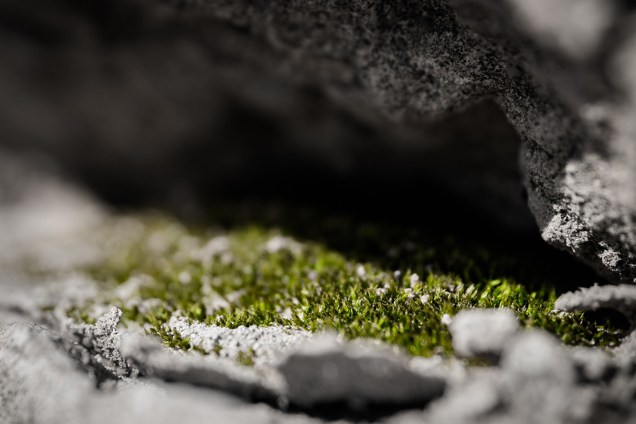 Pentax K-S1 sample photo. Mossy photography
