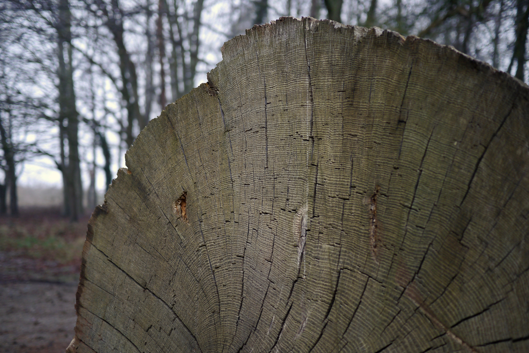 Panasonic Lumix DMC-GX1 + LUMIX G 20/F1.7 II sample photo. Rings on log photography