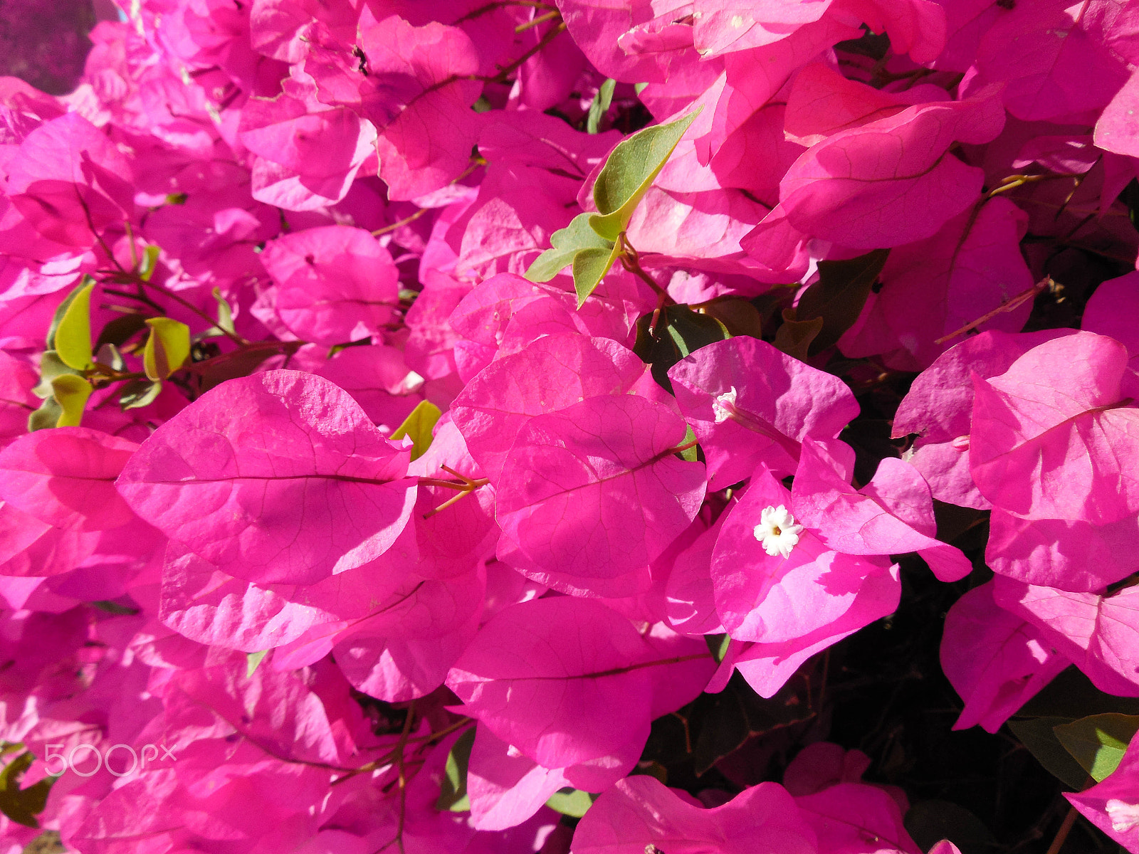 Nikon COOLPIX L620 sample photo. Background blue sky, pink flowers photography