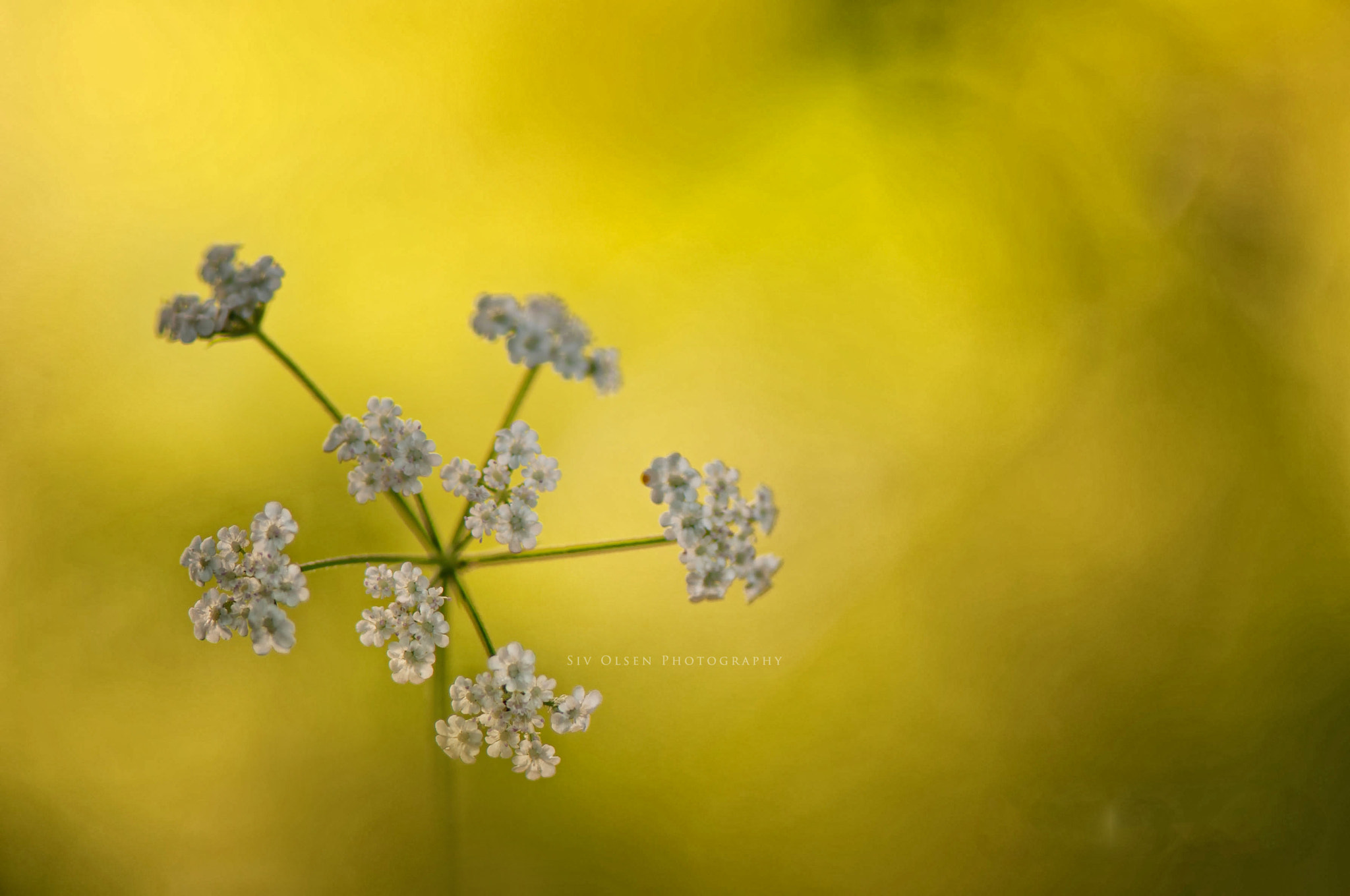 Nikon AF-S Micro-Nikkor 105mm F2.8G IF-ED VR sample photo. ~ pretty weed ~ photography