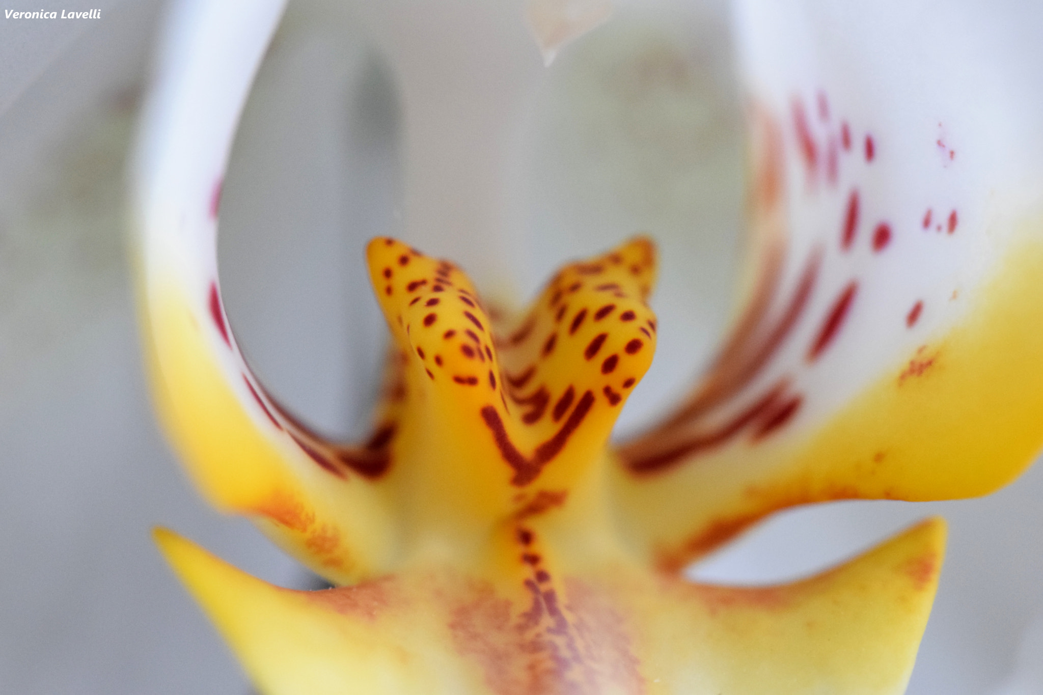 Sigma 105mm F2.8 EX DG OS HSM sample photo. Orchid photography