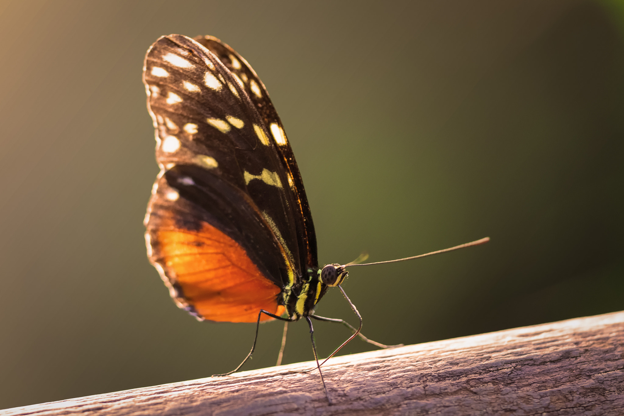 Sigma 150mm f/2.8 EX DG OS HSM APO Macro sample photo. Schmetterling im rampenlicht photography
