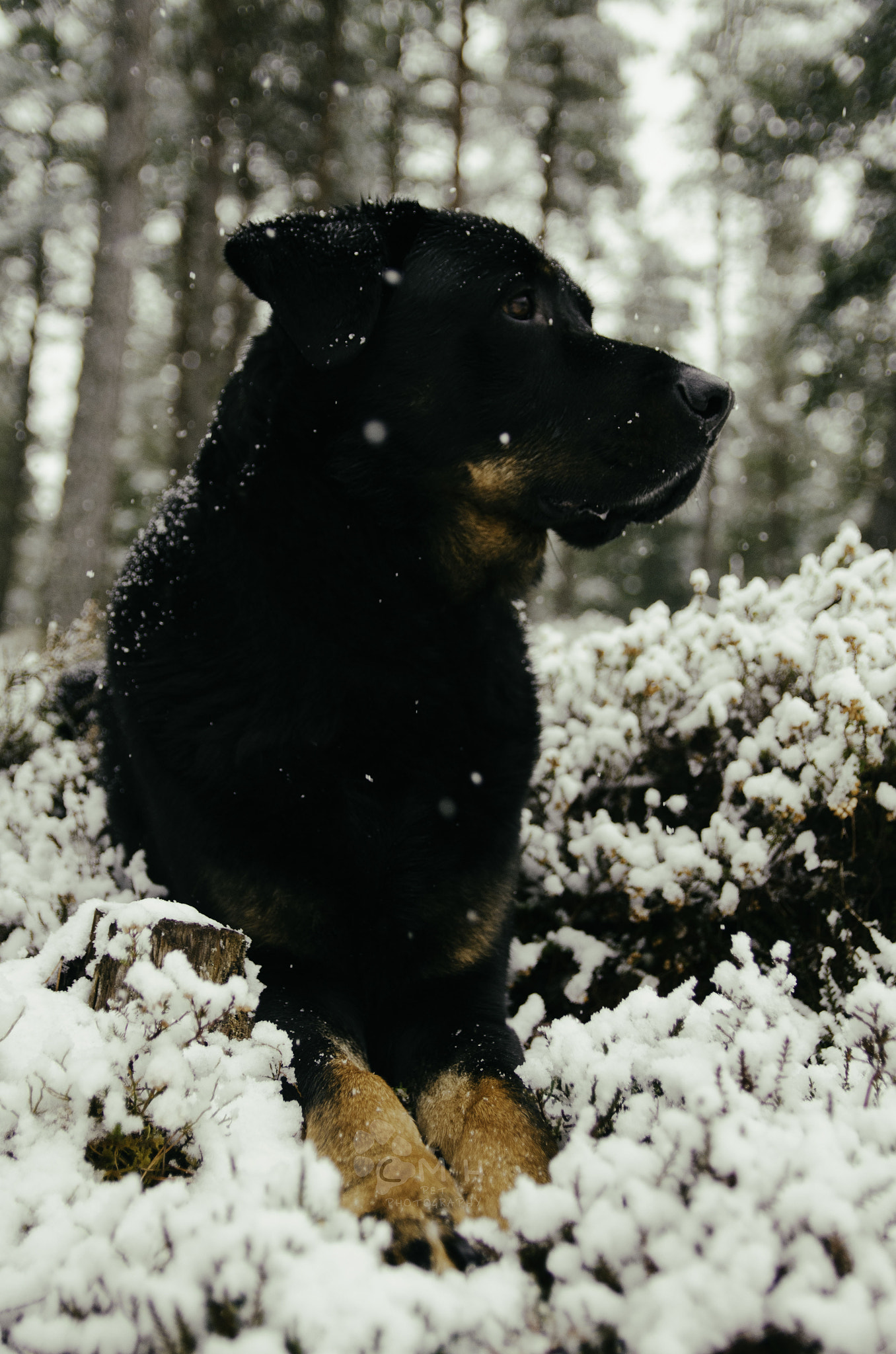 Nikon D5100 sample photo. Snow buddy photography