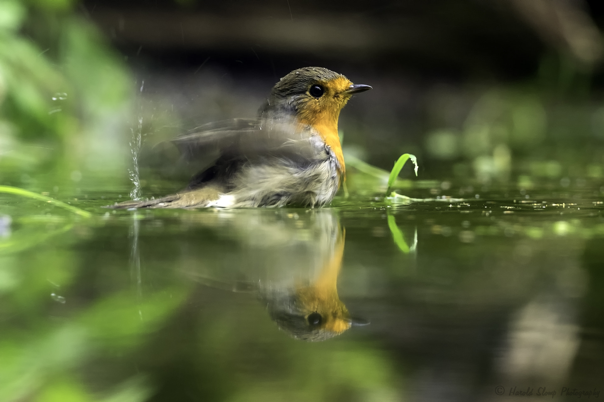 Olympus OM-D E-M1 + OLYMPUS M.300mm F4.0 sample photo. Bathing robin photography