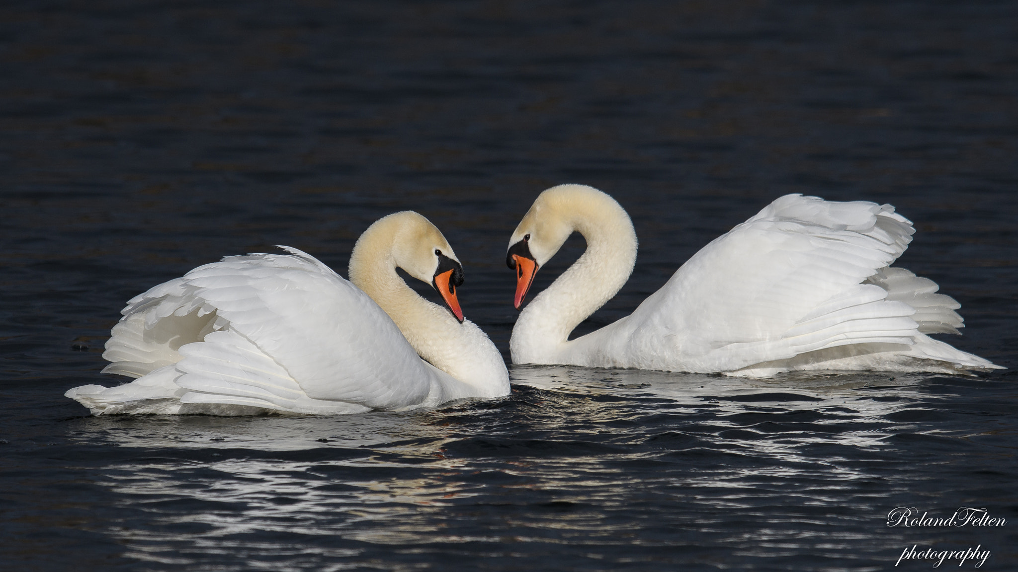 Nikon D500 + Nikon AF-S Nikkor 600mm F4G ED VR sample photo. Swans couple photography