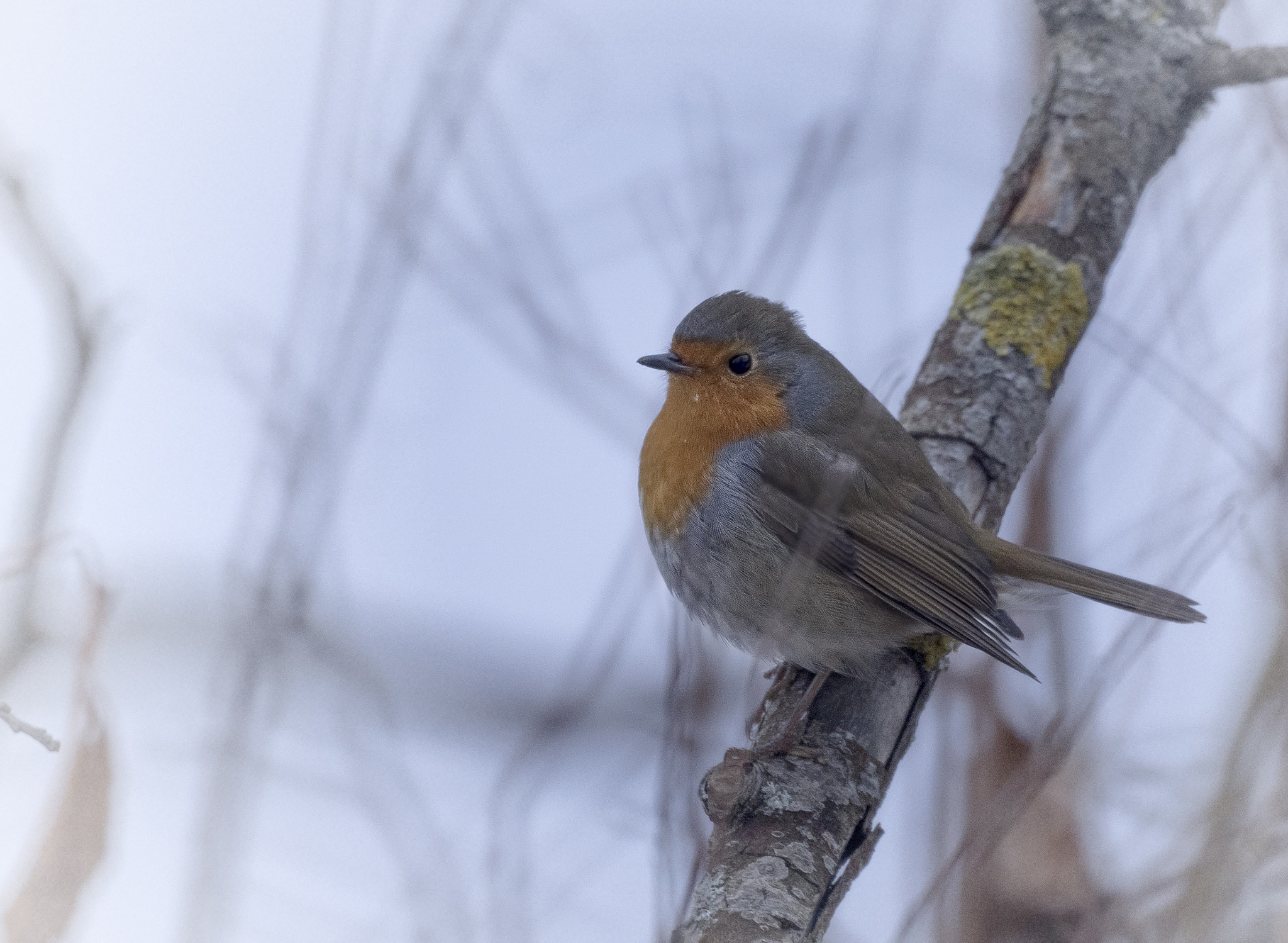 Sony ILCA-77M2 sample photo. European robin photography