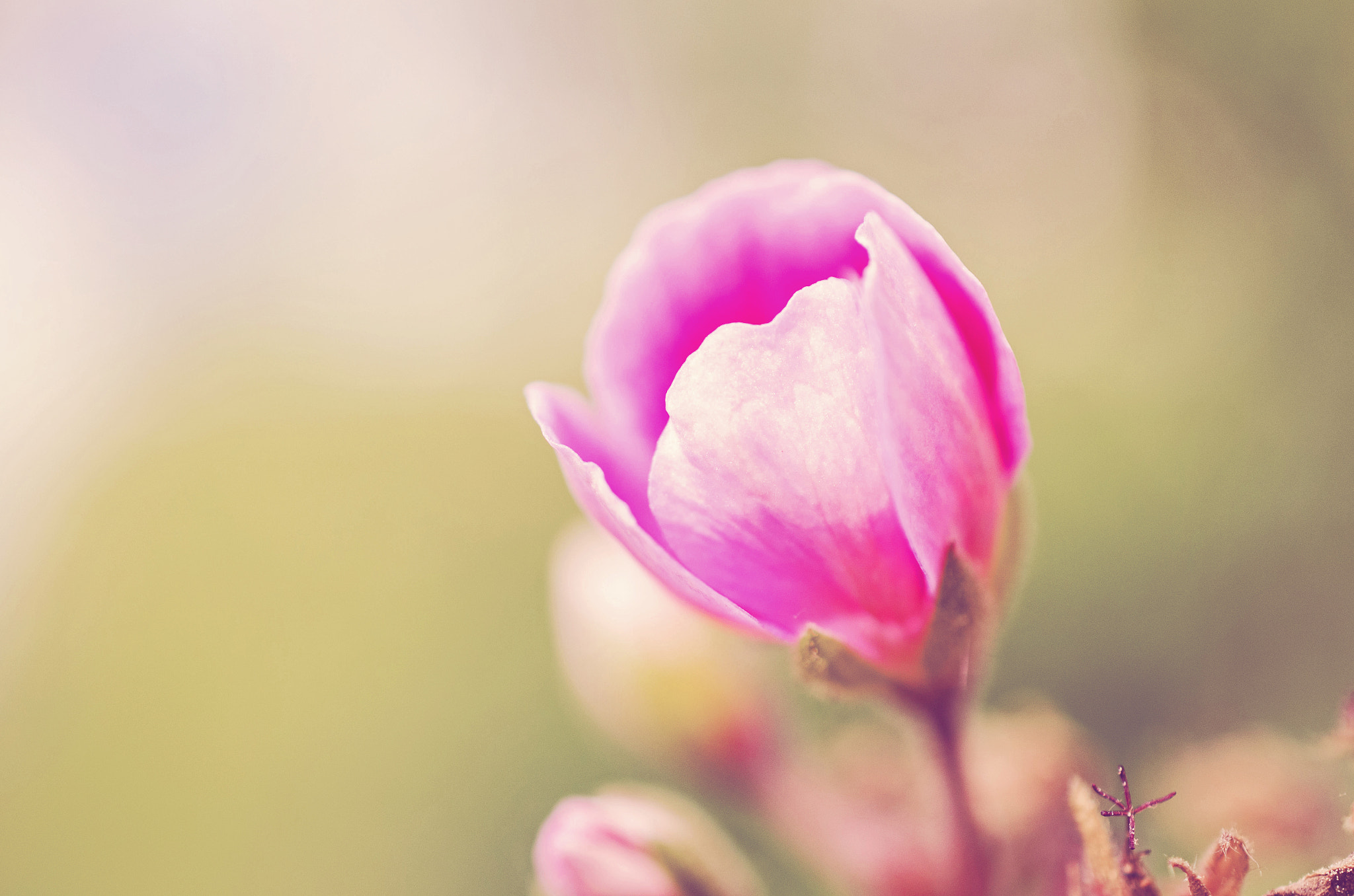 Nikon D5100 sample photo. Small pink flower photography