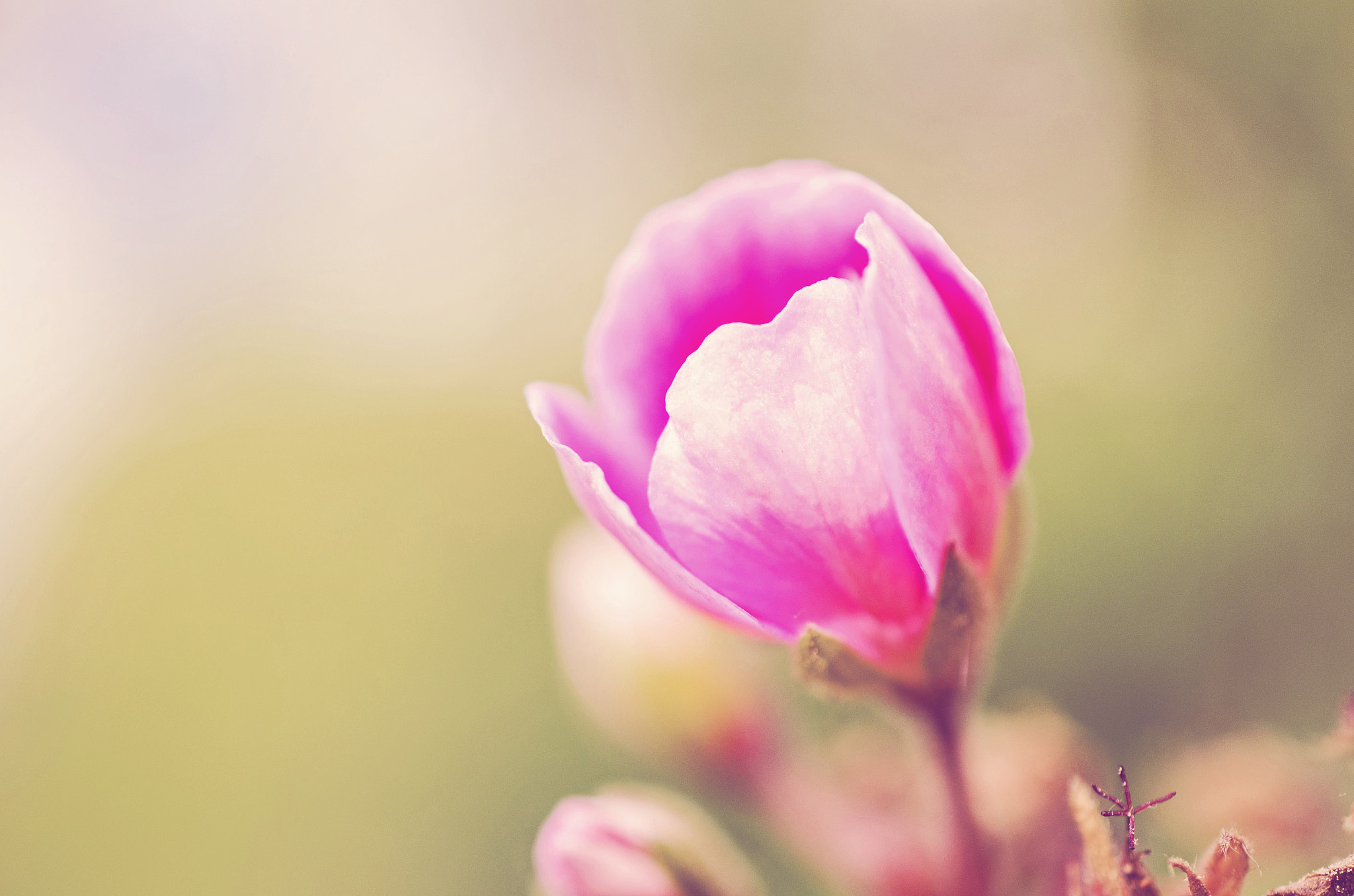 Nikon AF-S DX Micro Nikkor 40mm F2.8 sample photo. Small pink flower photography