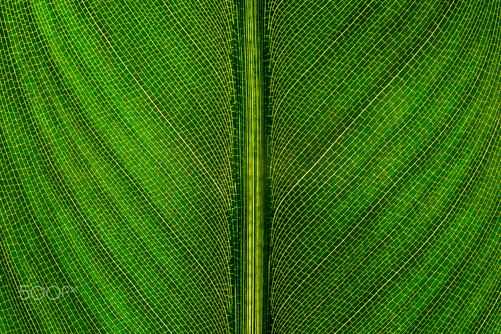 Pentax K-1 sample photo. Geometrical nature photography