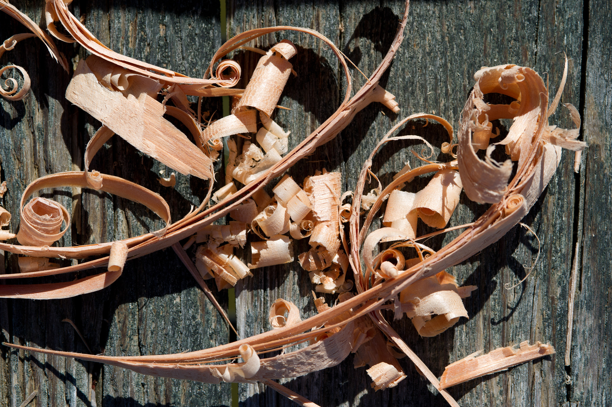 Nikon D3S sample photo. Curled wood shavings photography