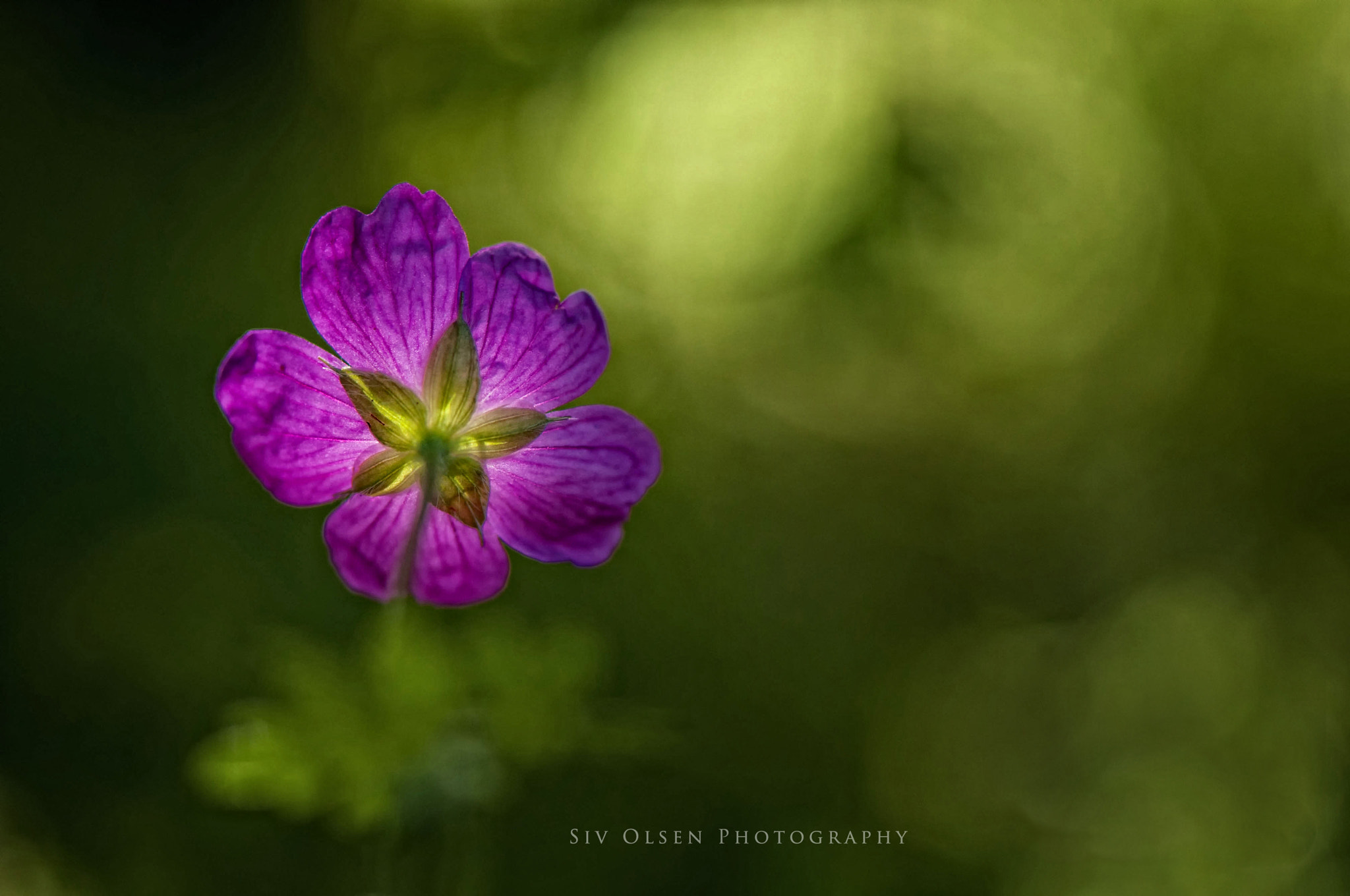 Nikon D300S sample photo. ~ purple flower ~ photography
