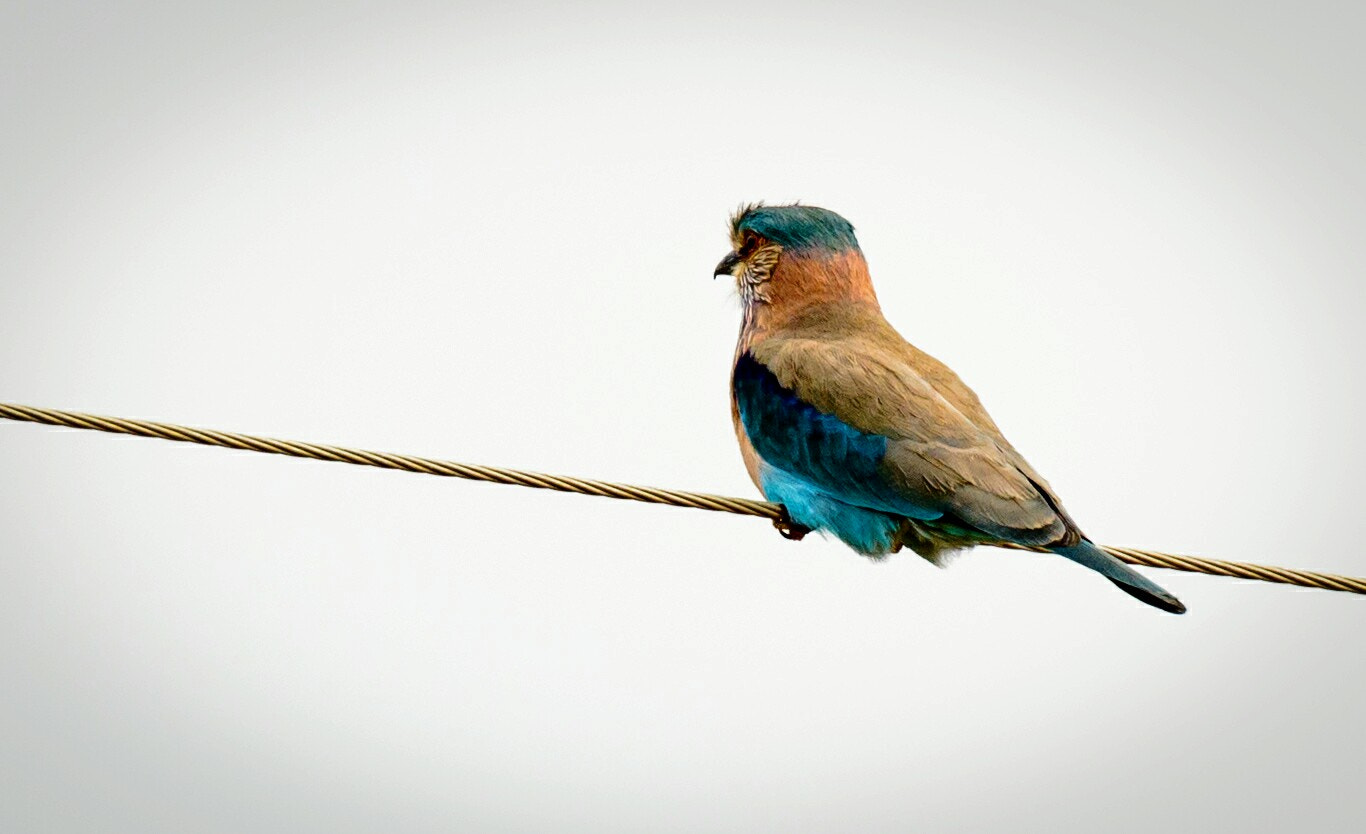 Canon EOS 550D (EOS Rebel T2i / EOS Kiss X4) + Canon EF 100-400mm F4.5-5.6L IS II USM sample photo. Indian roller photography