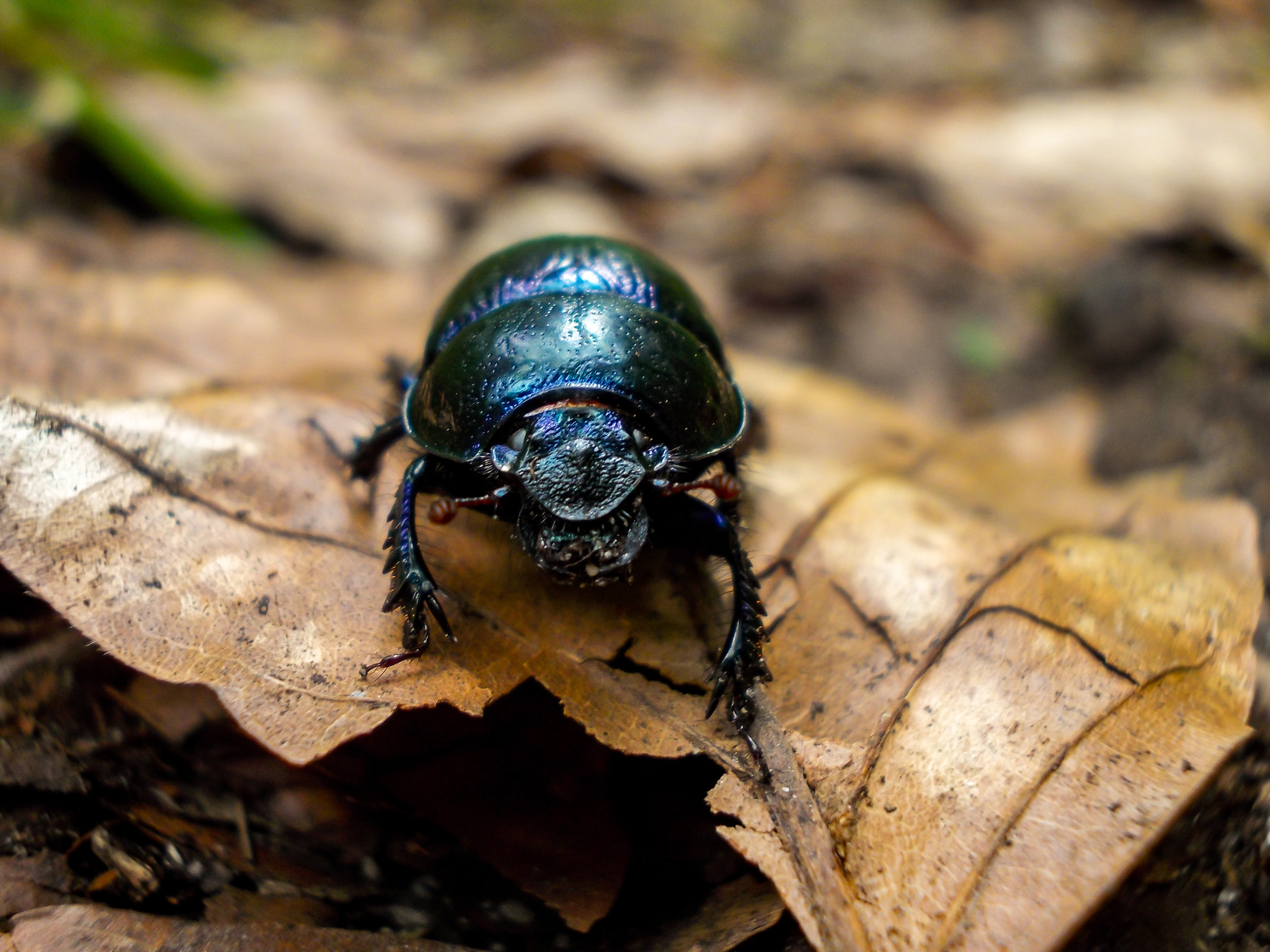 Nikon COOLPIX L25 sample photo. Dung beetle photography